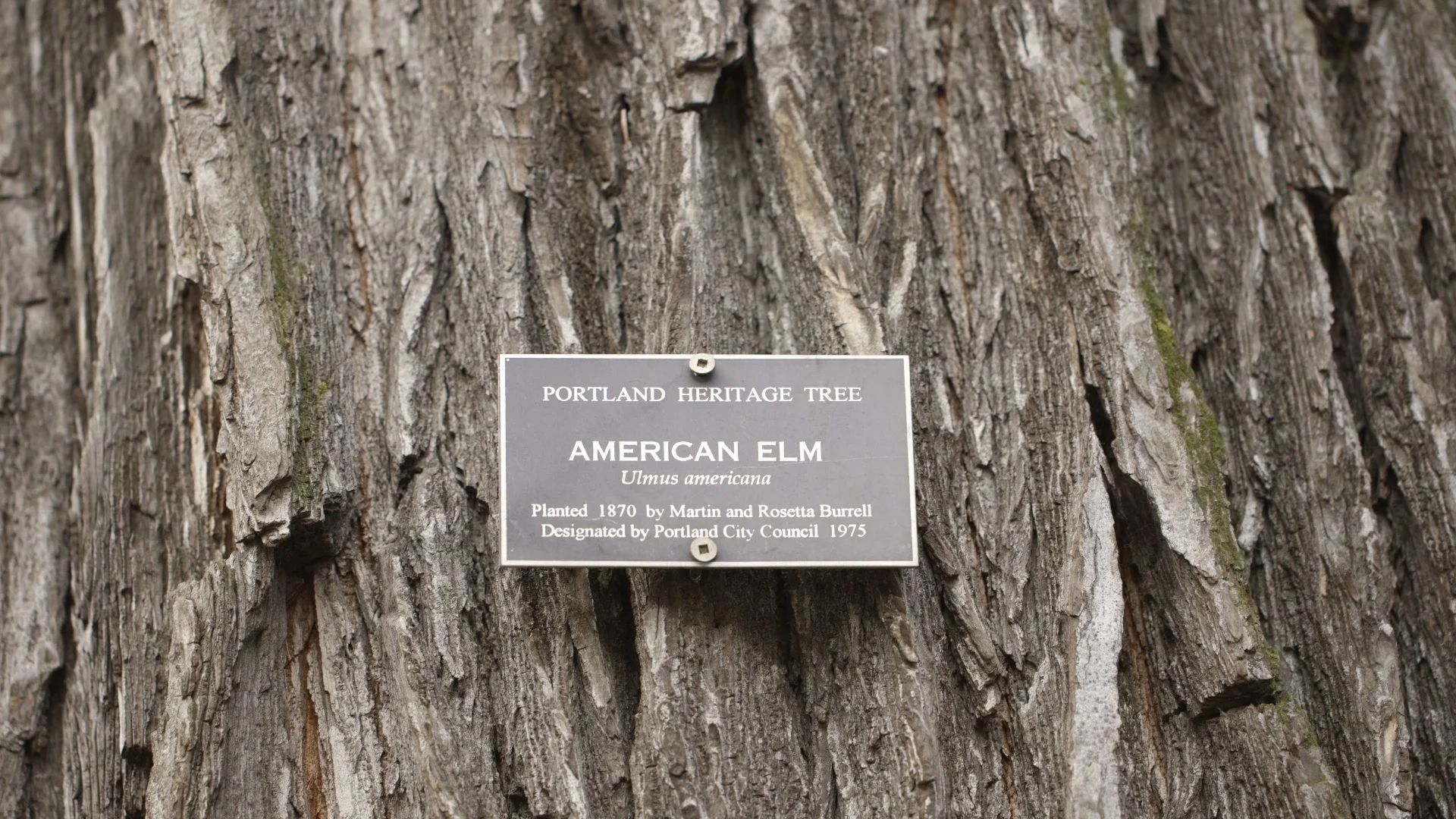 RosasTree-03.jpg