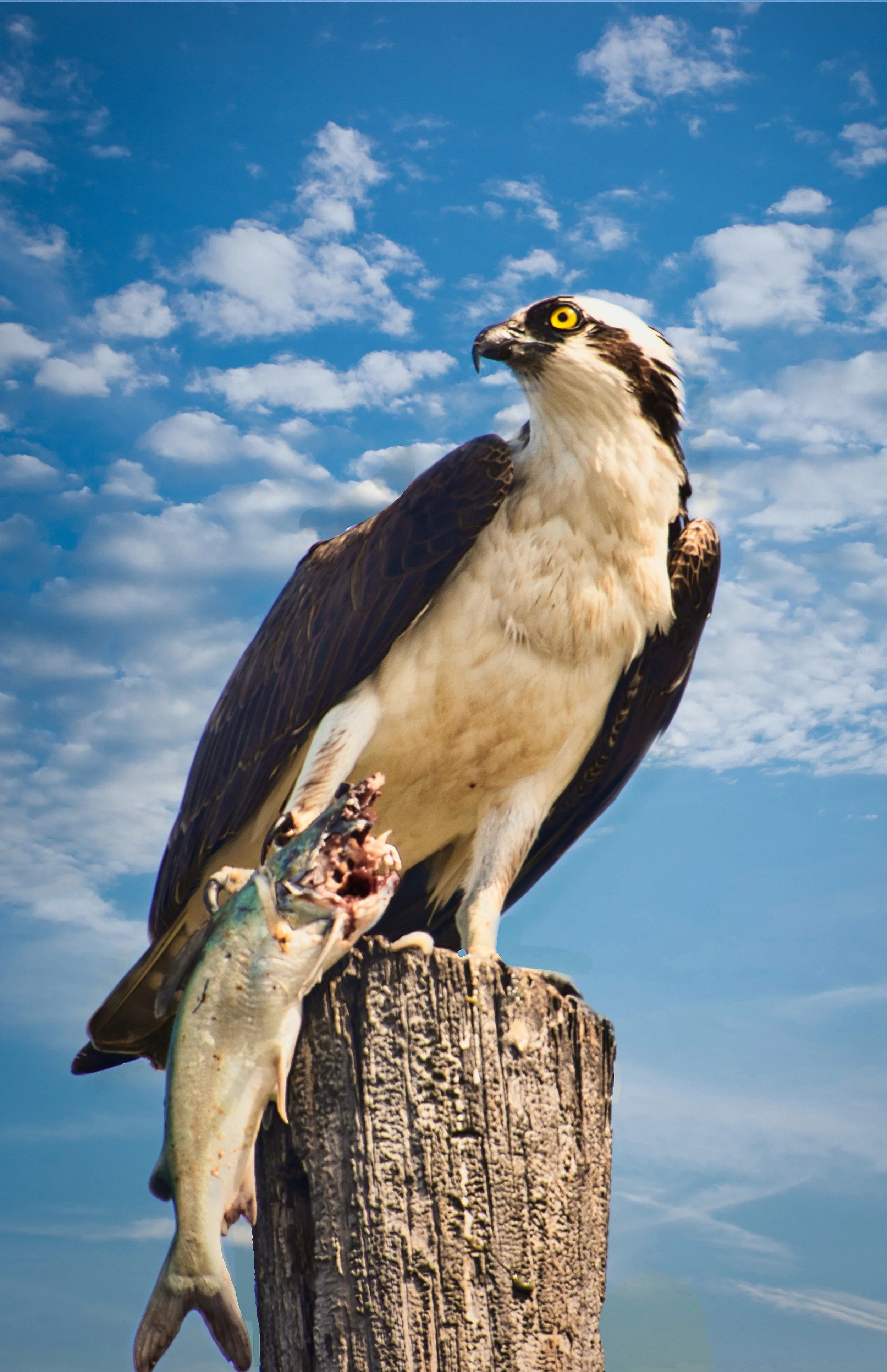 Osprey 2 with Breakfast