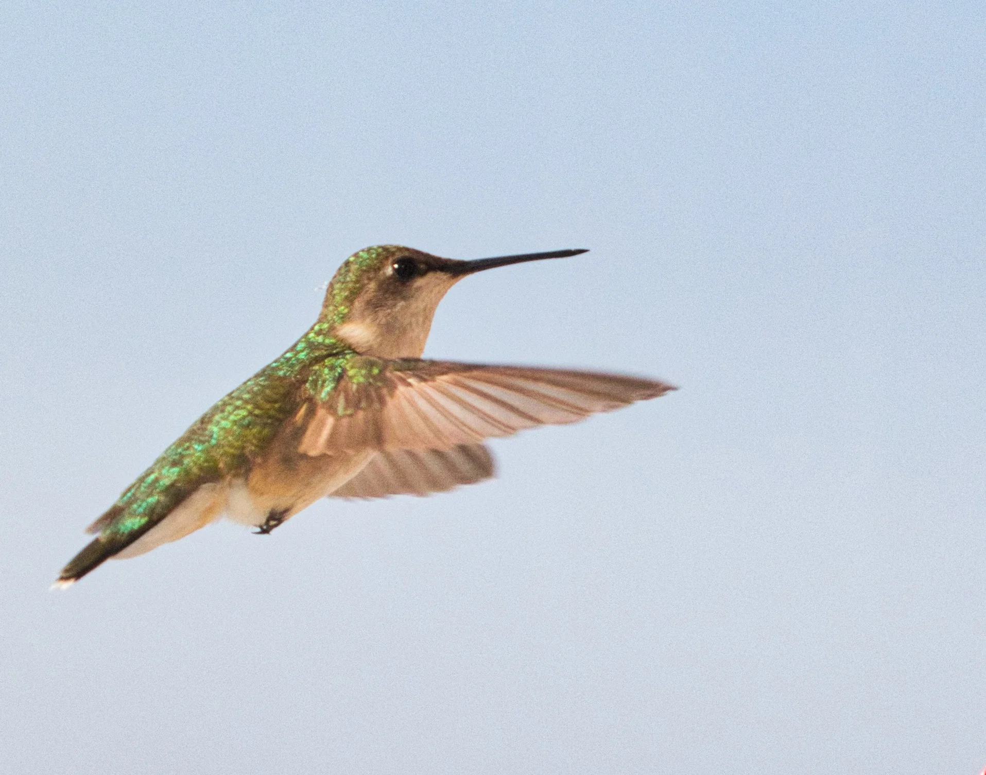 Hummingbird 2