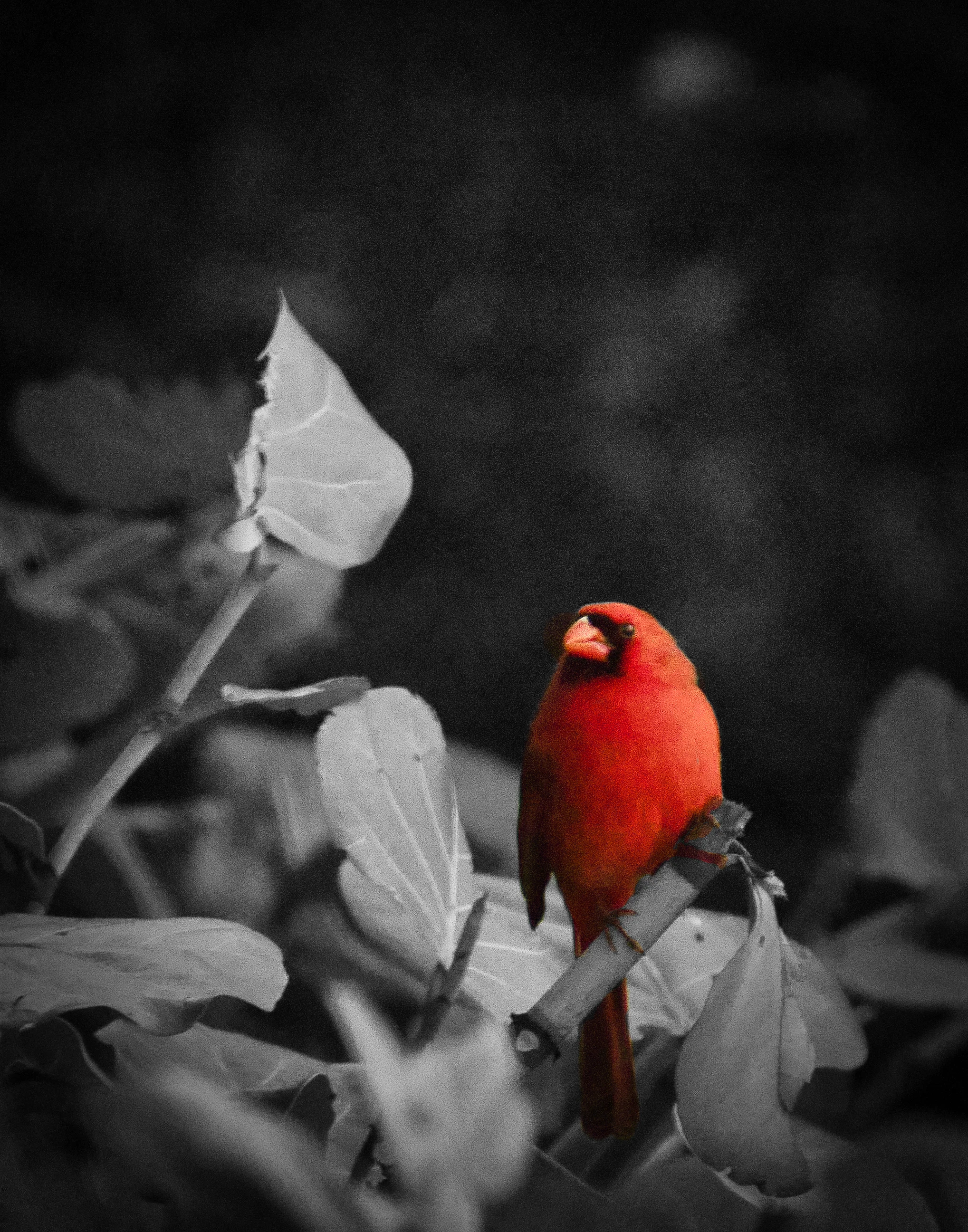 Cardinal