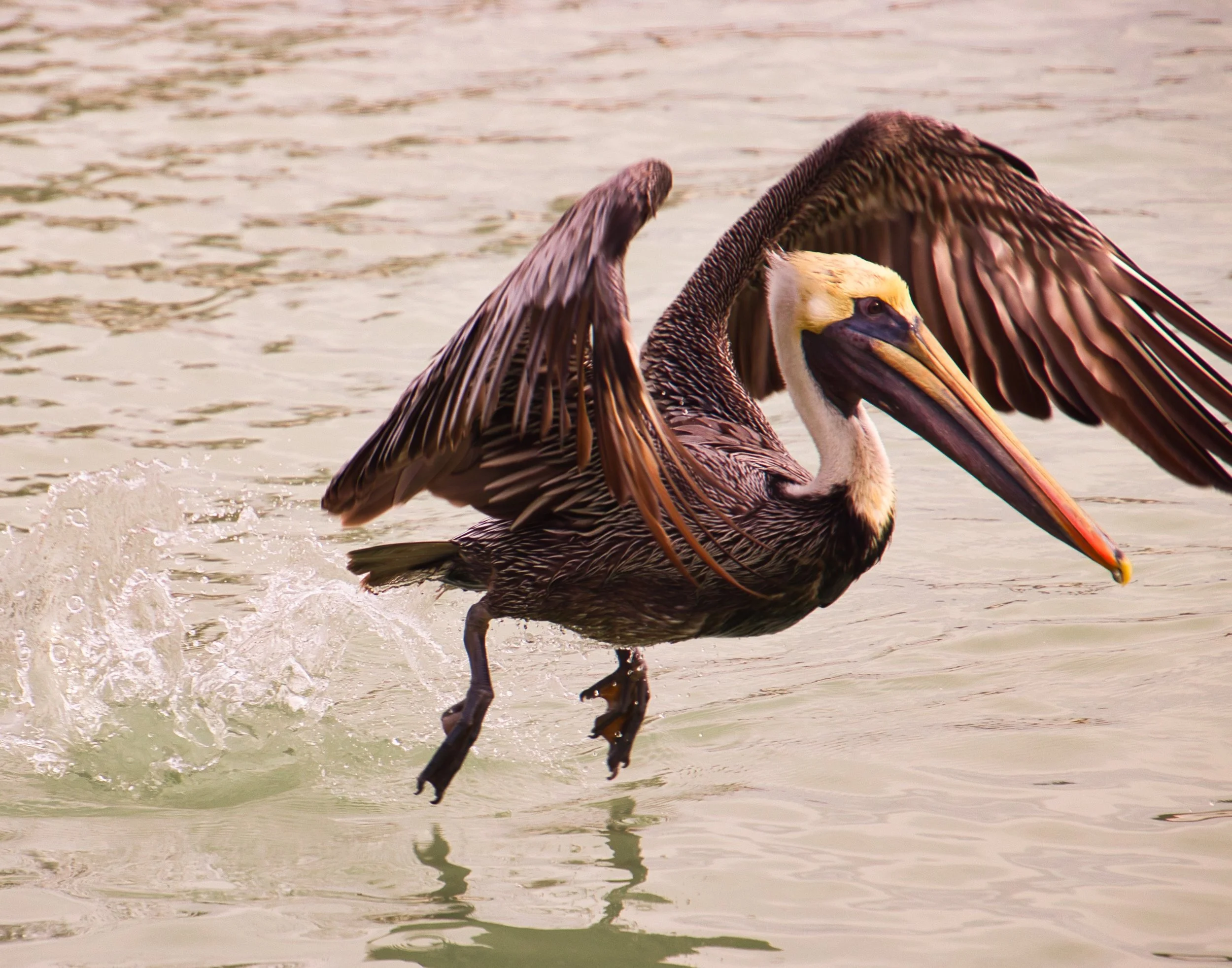 Pelican Lift off