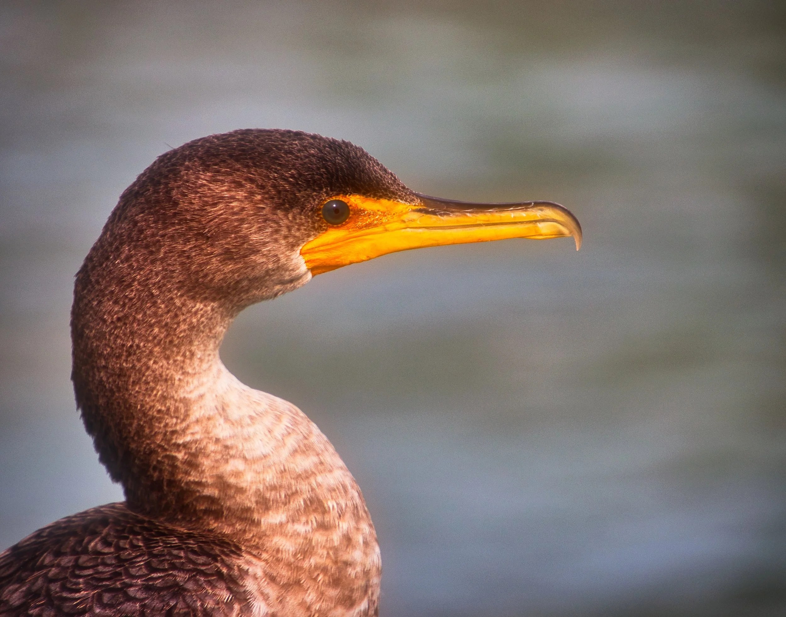 Cormorant