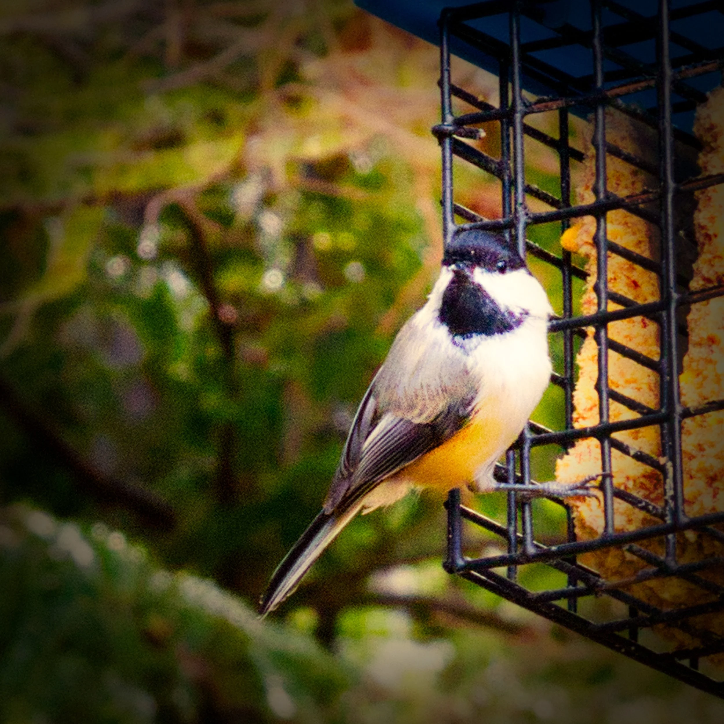 Black Capped Chickadee