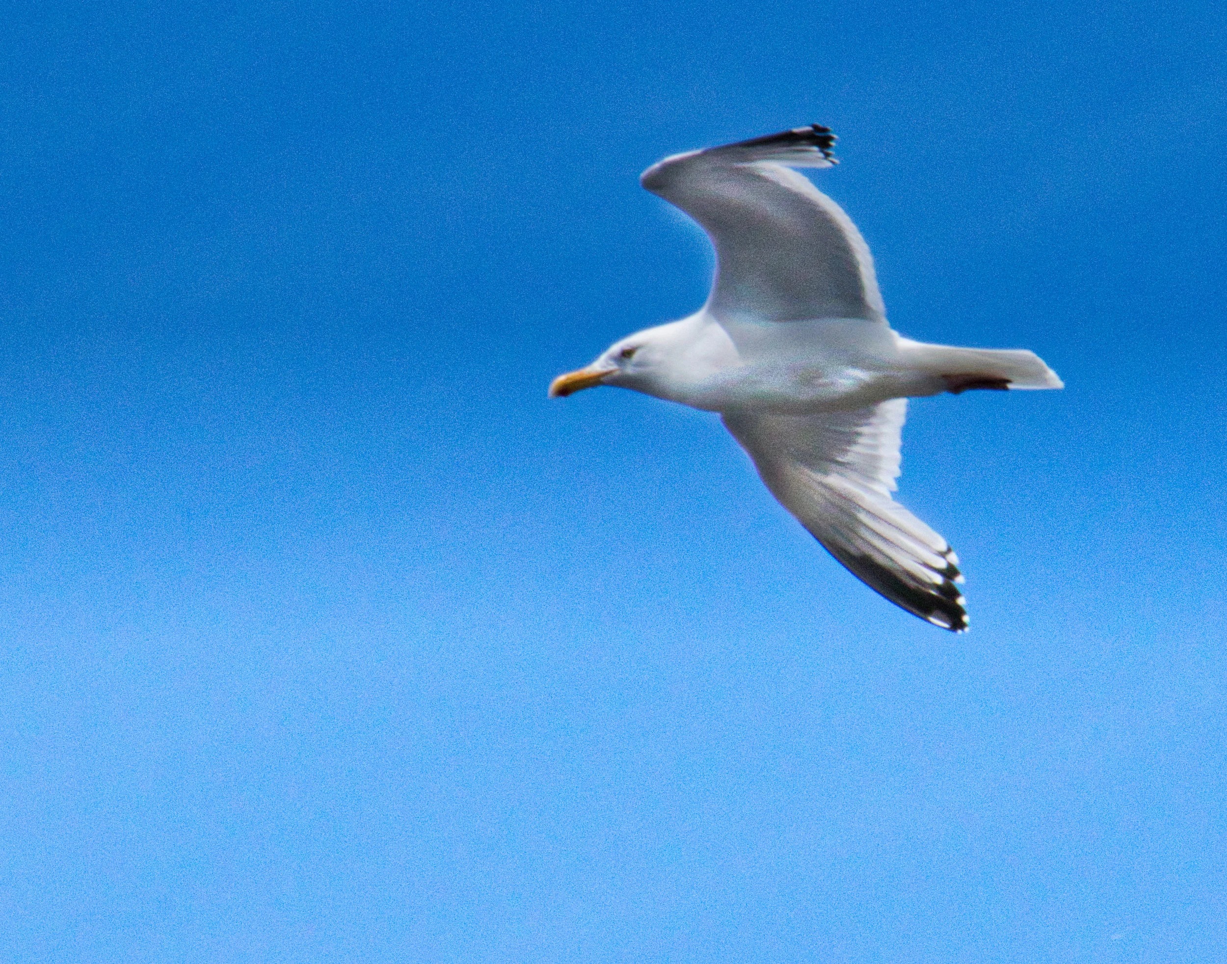 Seagull 1