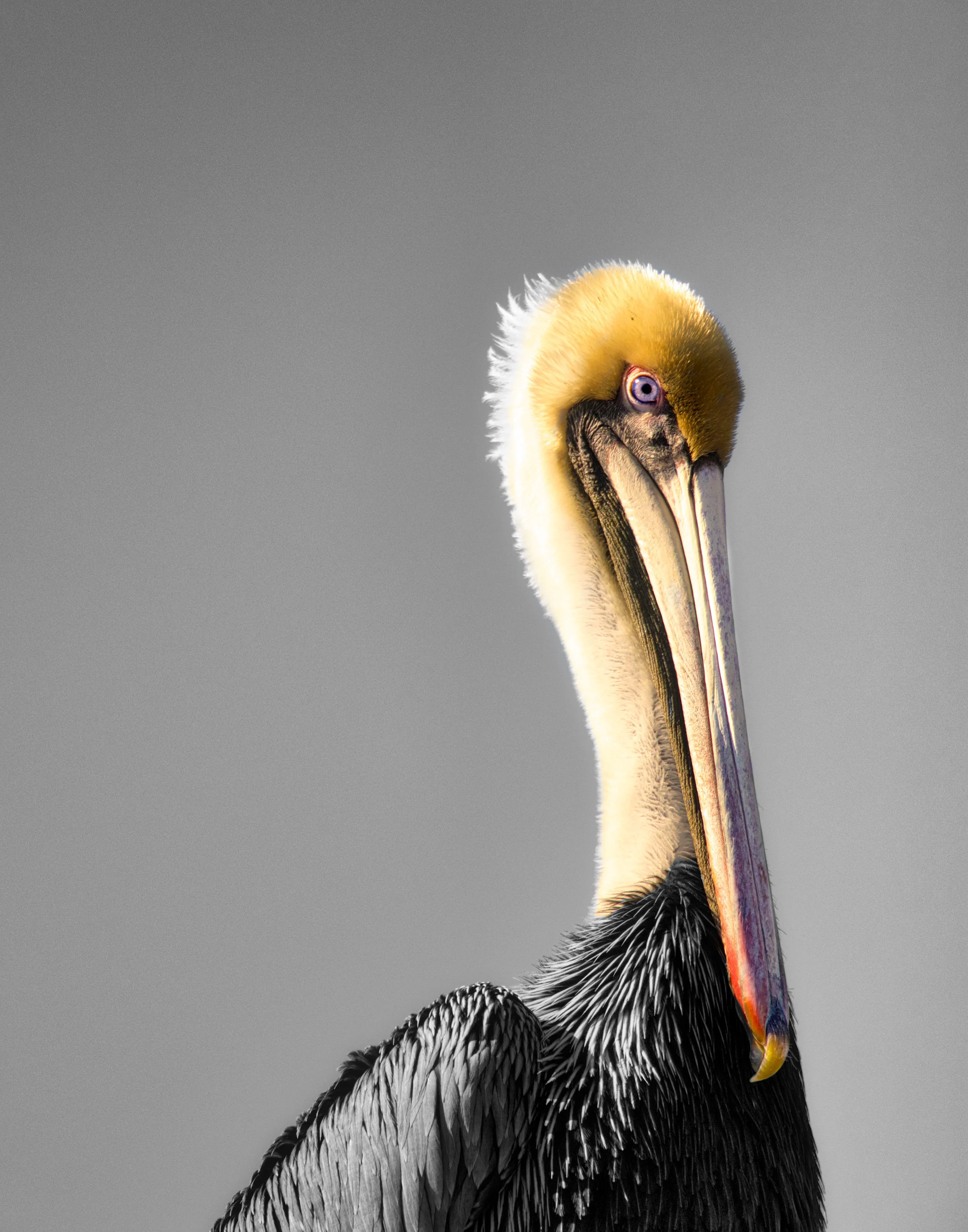 Pelican
