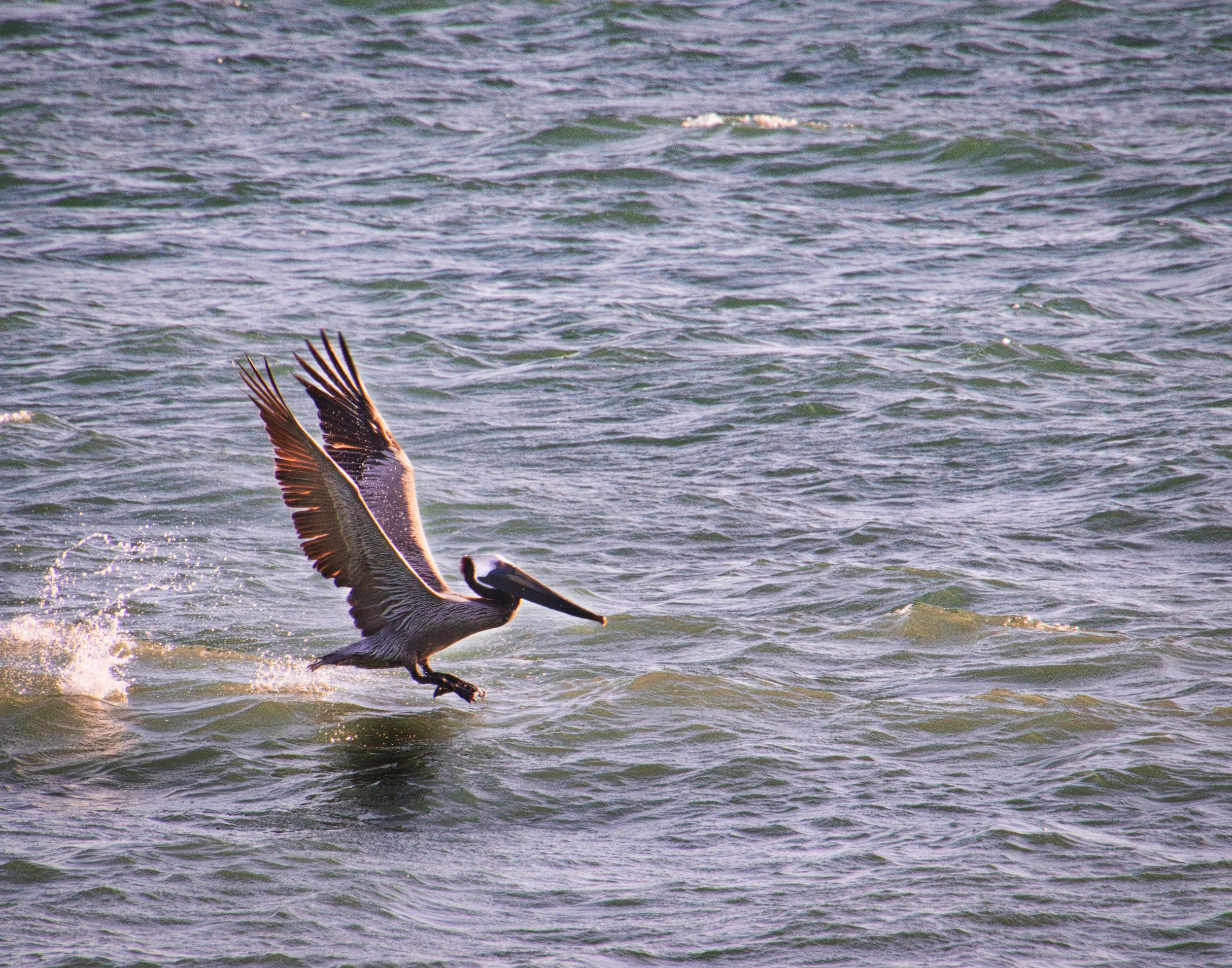 Pelican Lift off 2