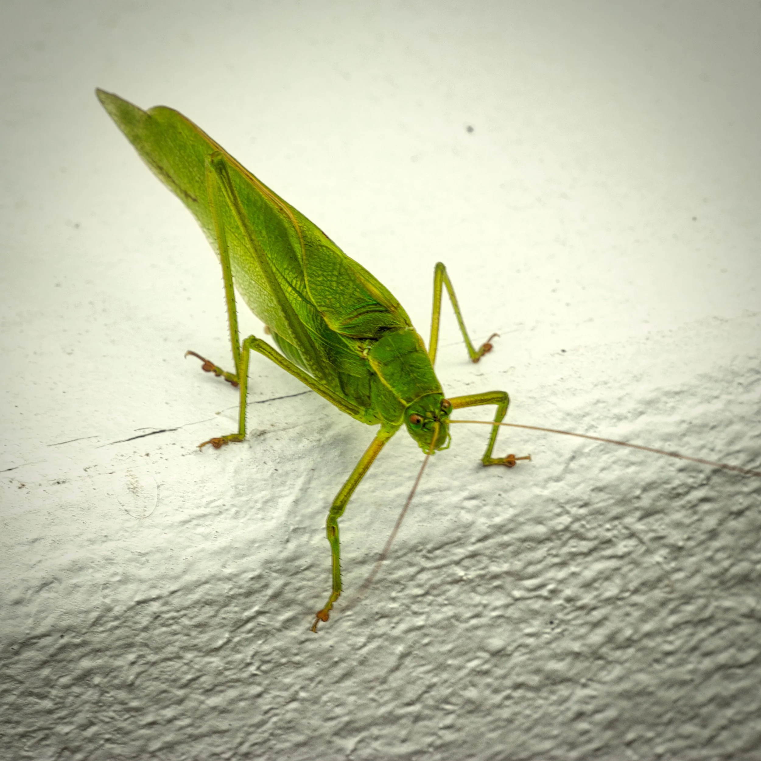 Grasshopper