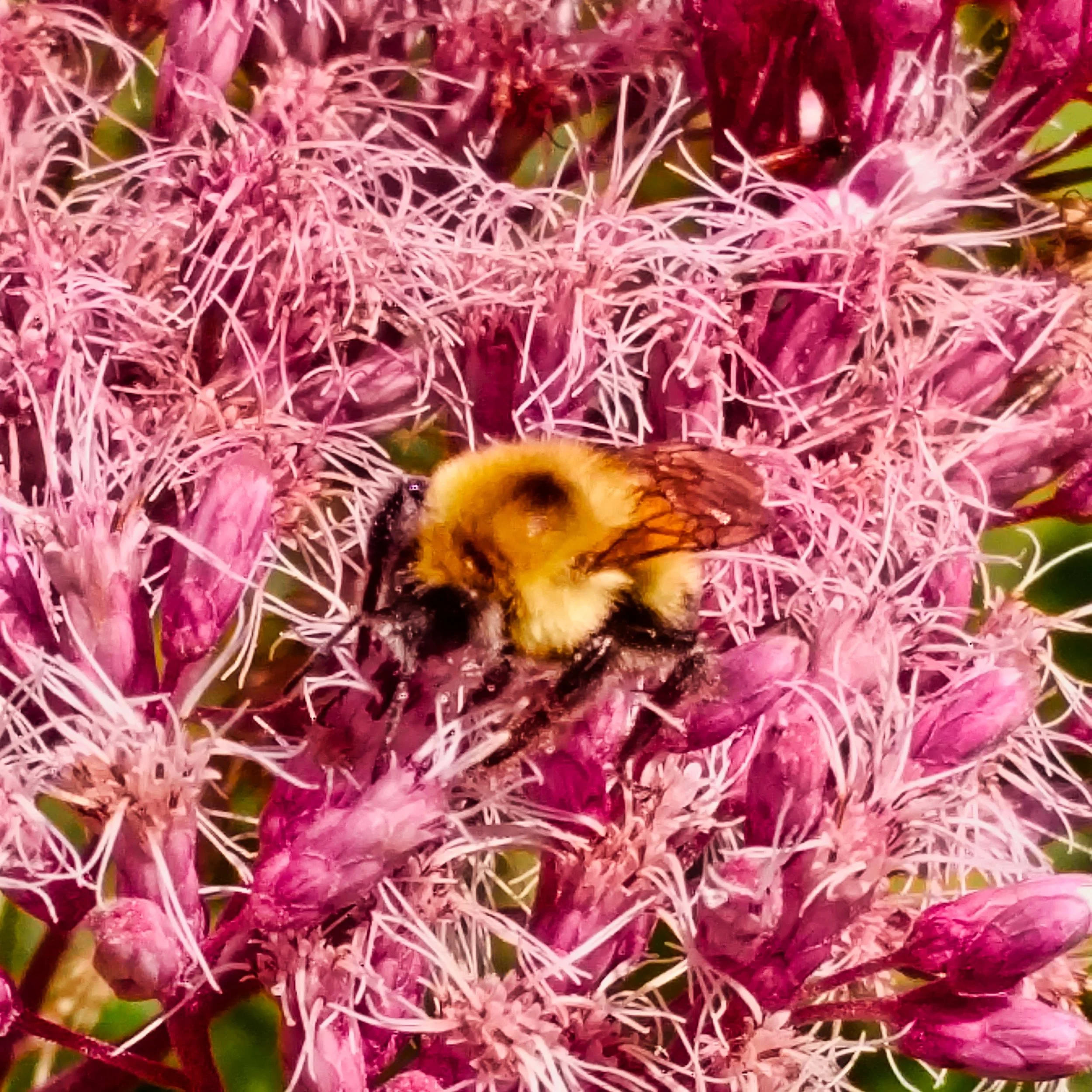Bee 3