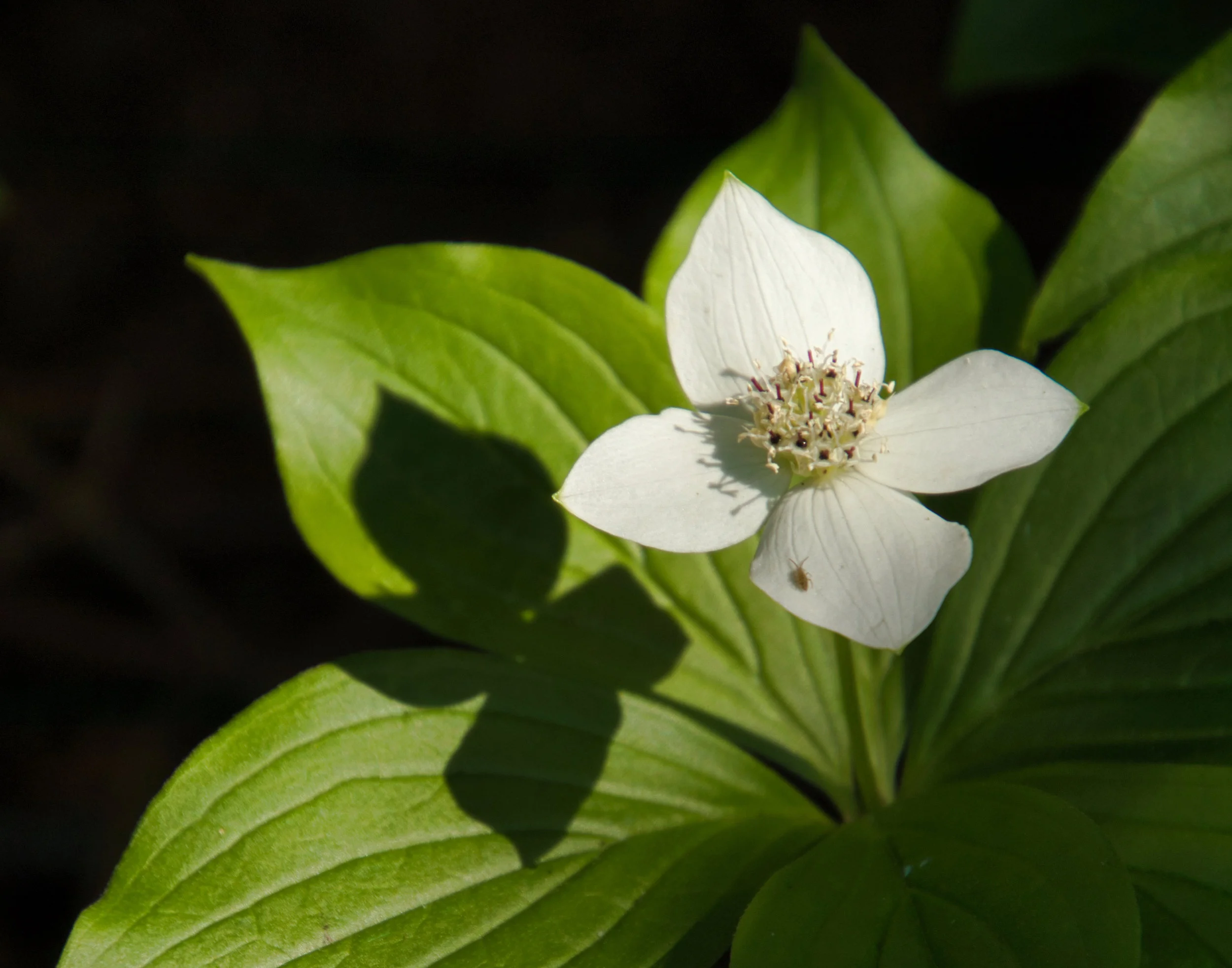 Dogwood