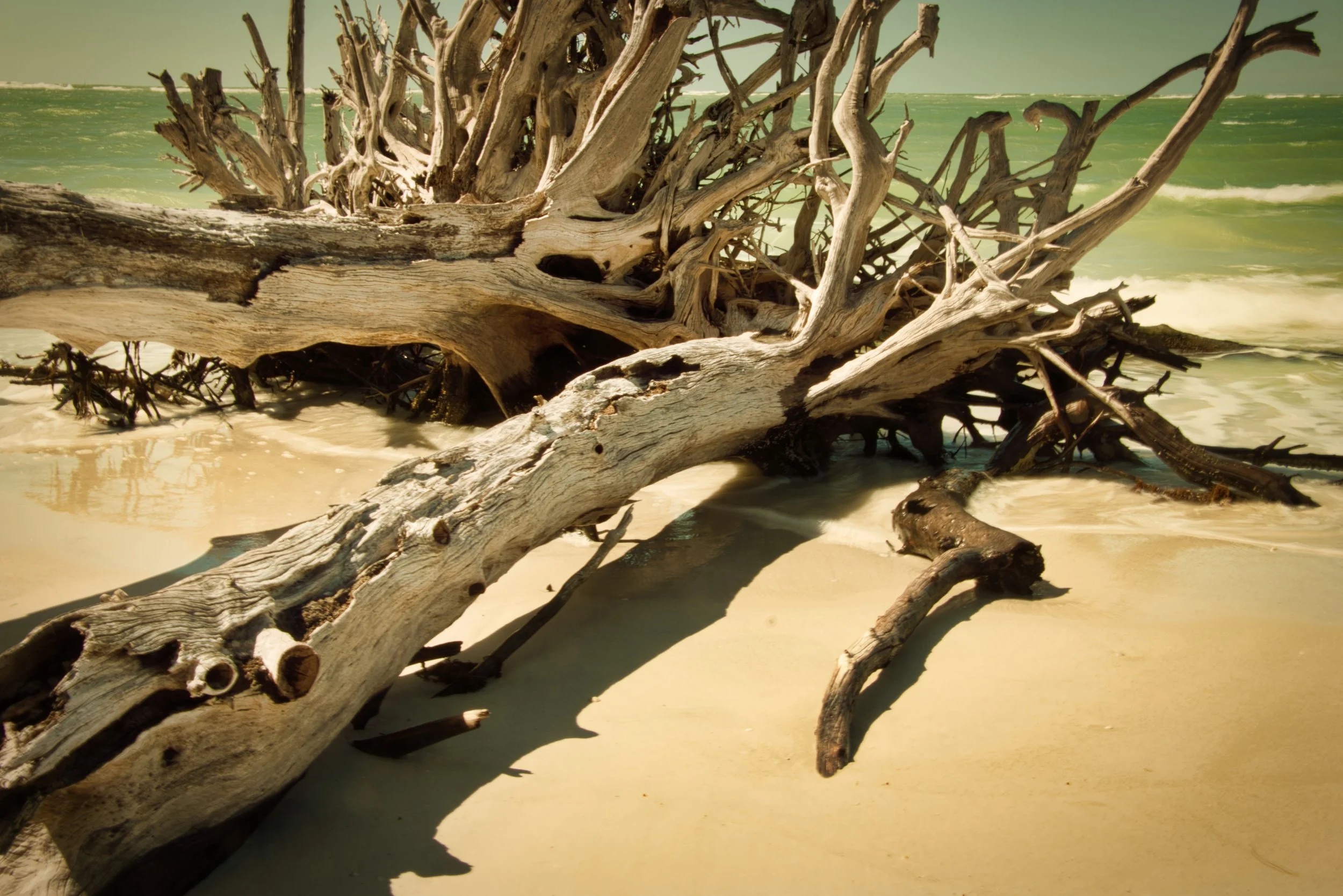Drift wood Gulf of Mexico