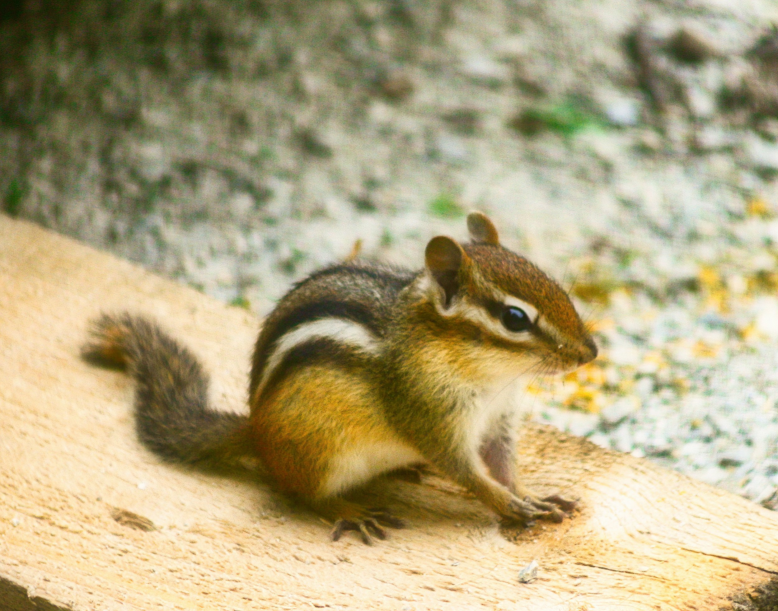 Chipmunk