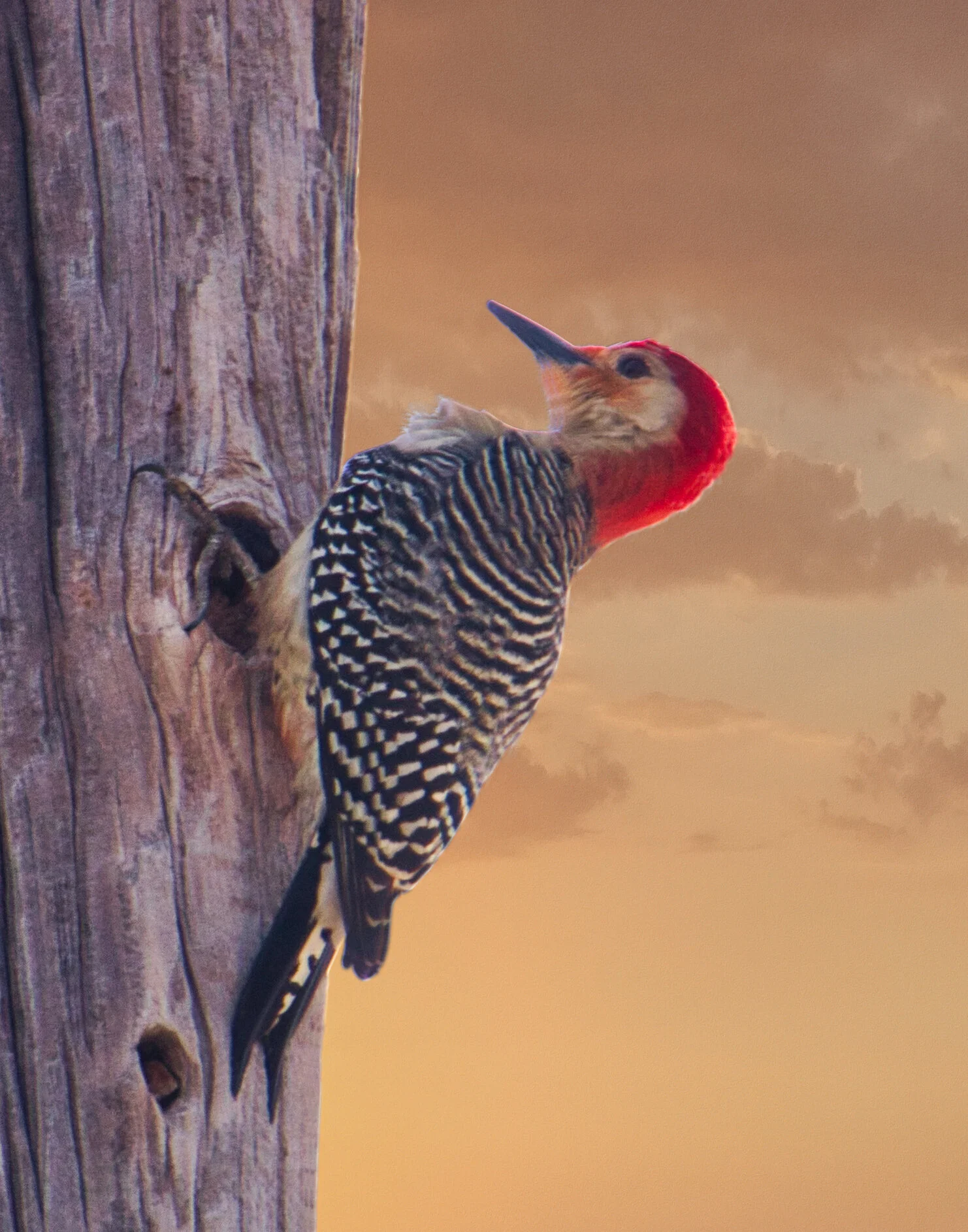 IMG_8609 Luminar 3 11 by 14.jpeg