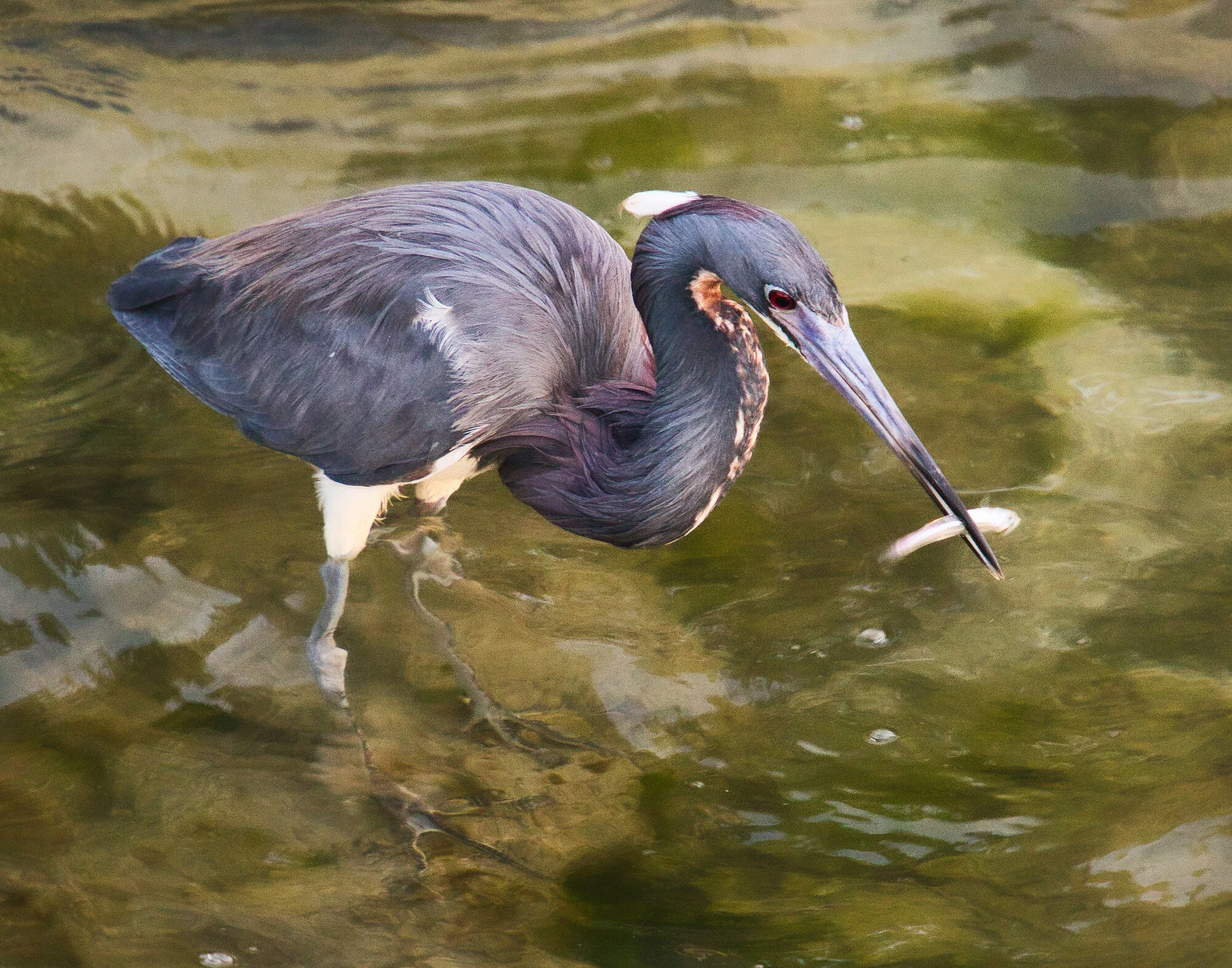 IMG_8926 Heron 1 web.jpeg