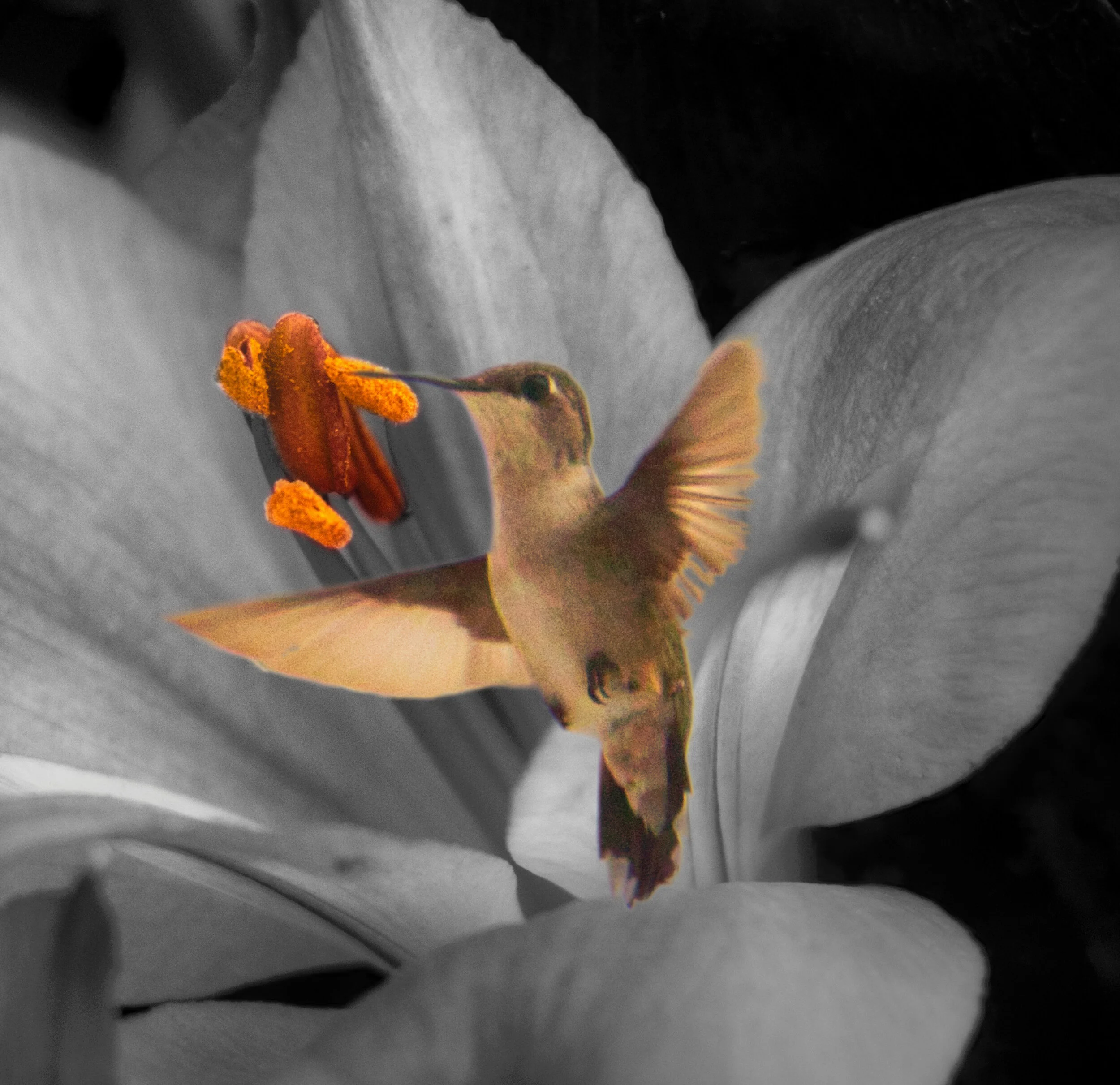 IMG_9579 Hummingbird colour-Edit with flower copy.jpg