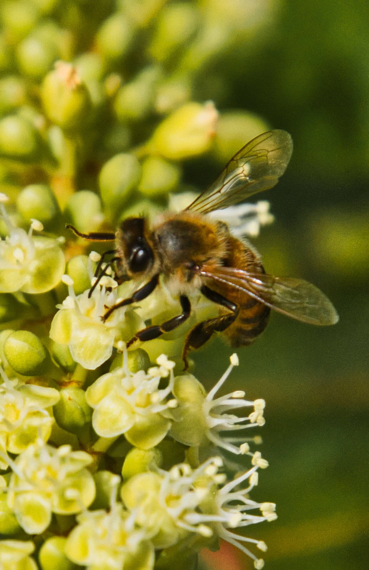 IMG_8697 bee 4 11 x 17.jpeg