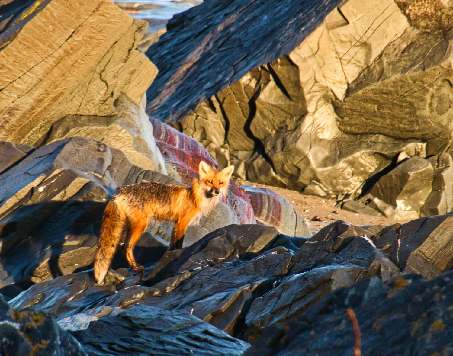 IMG_0127 Mr Fox Sunday morning.jpeg