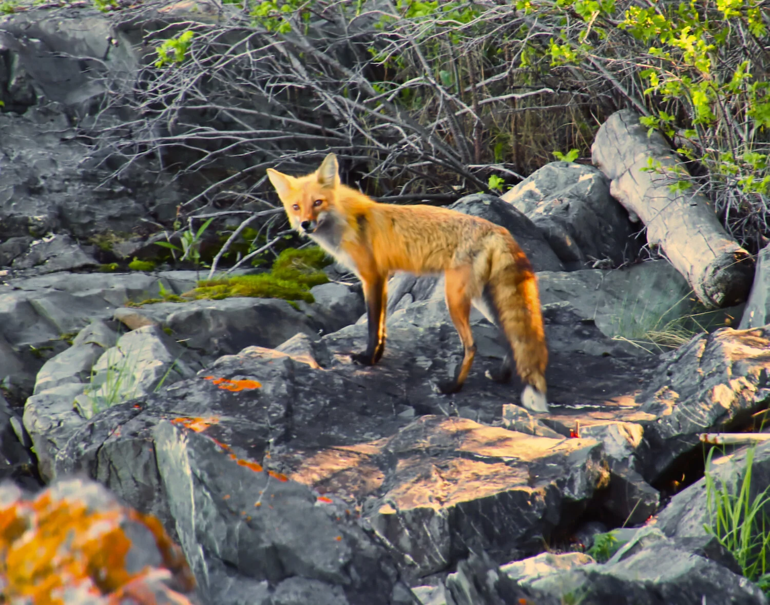 IMG_0085 Mr Fox 2 14 x 11 pr adj.jpeg