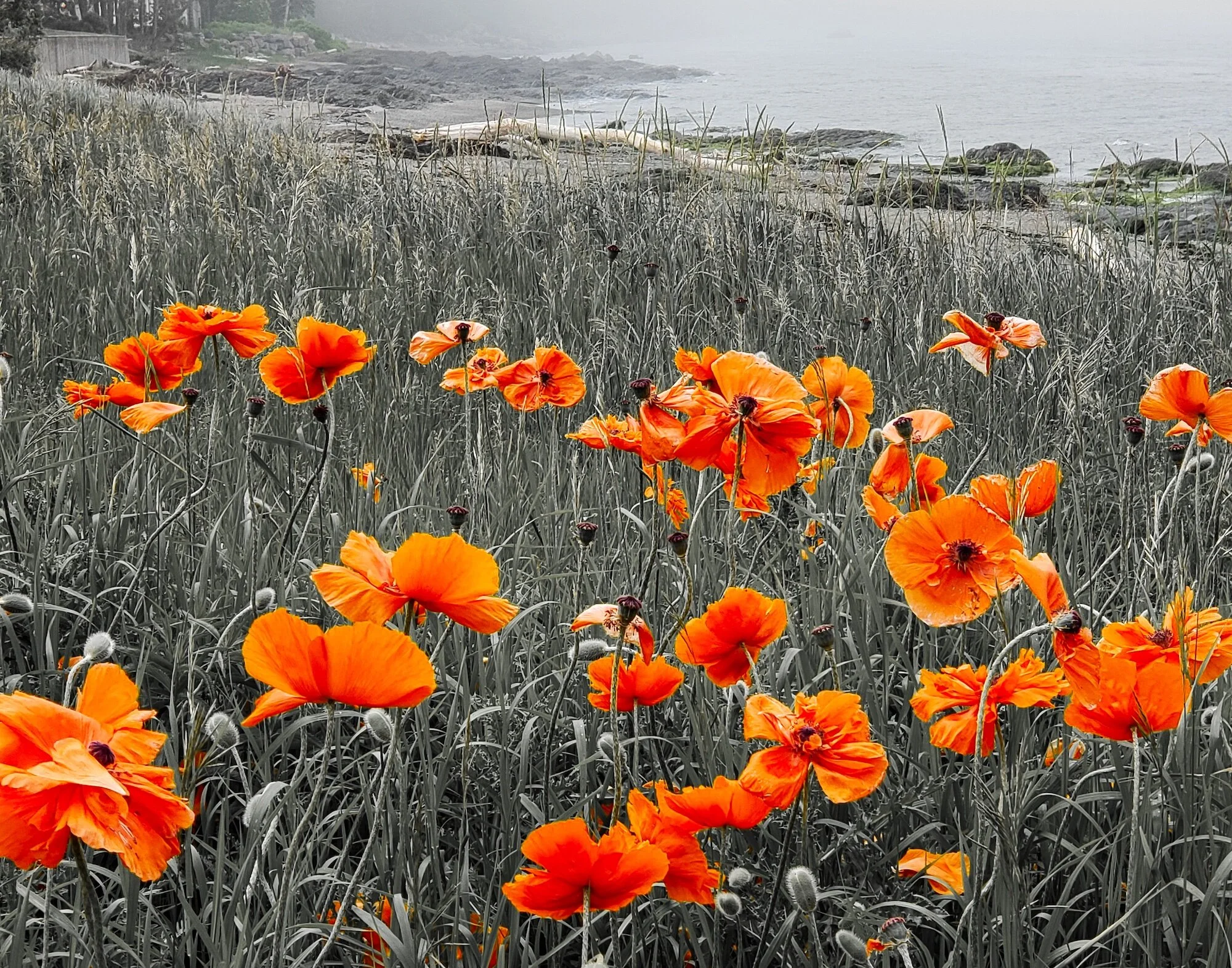Poppies field 20190629_120905  14 by 11.jpeg