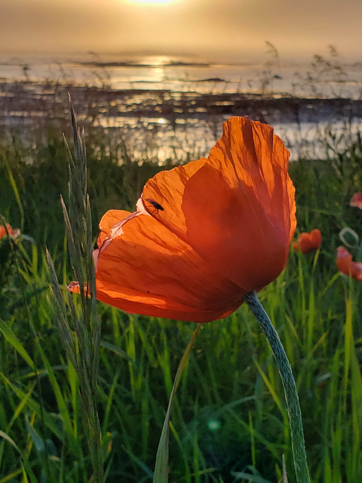 Poppy at sunset with bug 20190630_200329 12 by 16.jpeg