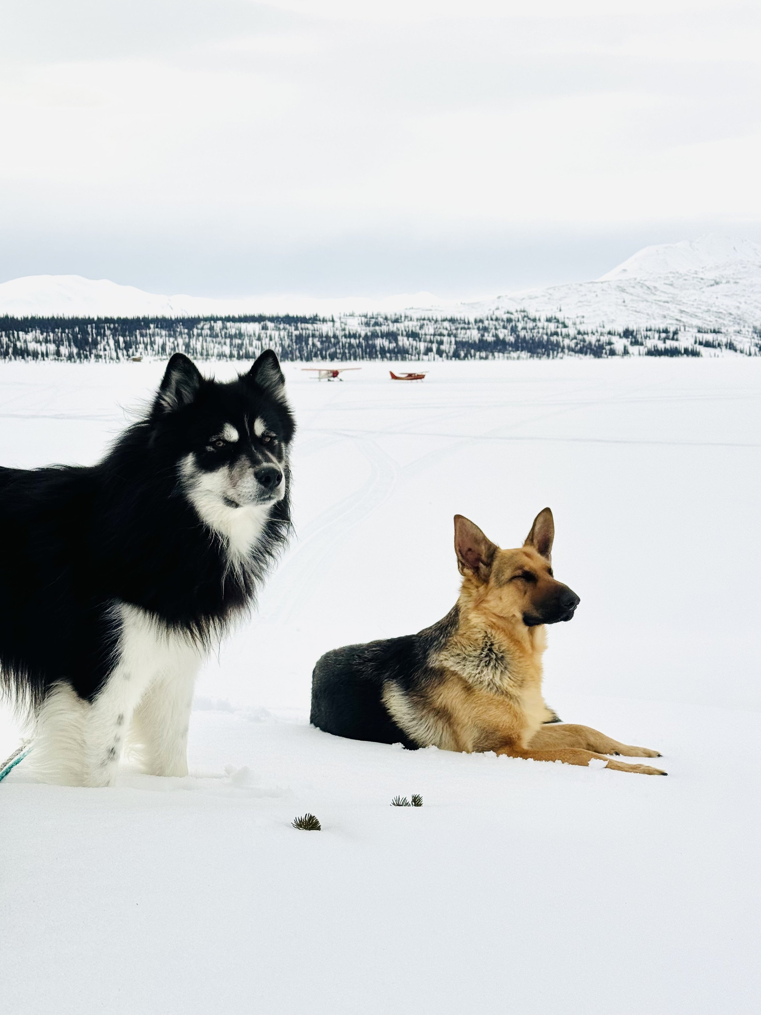 Two dogs in Alaska