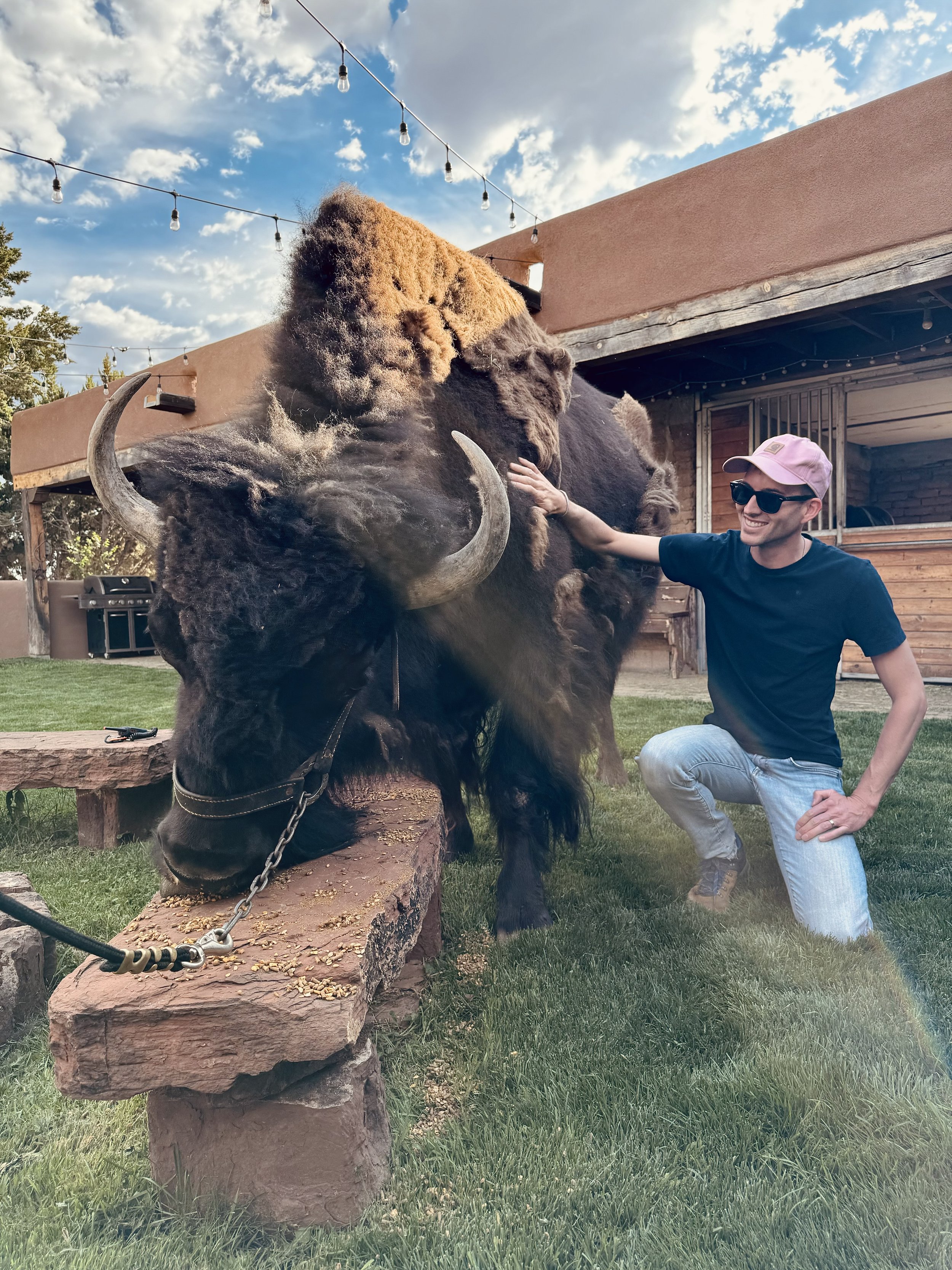 Petting a bison
