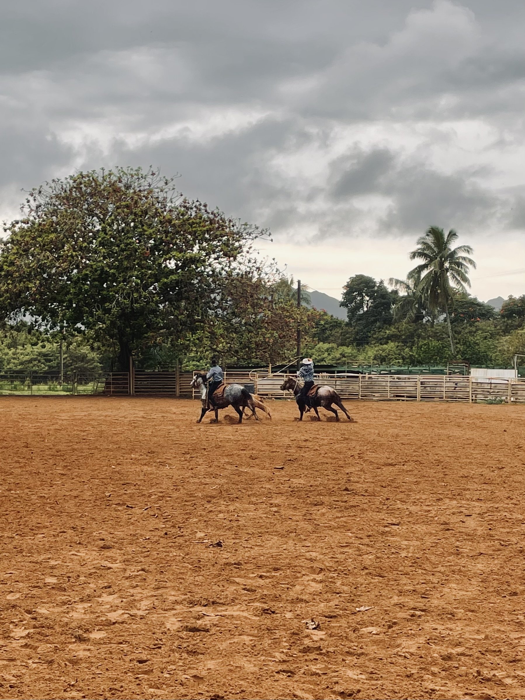 Cowboys riding horses in arena