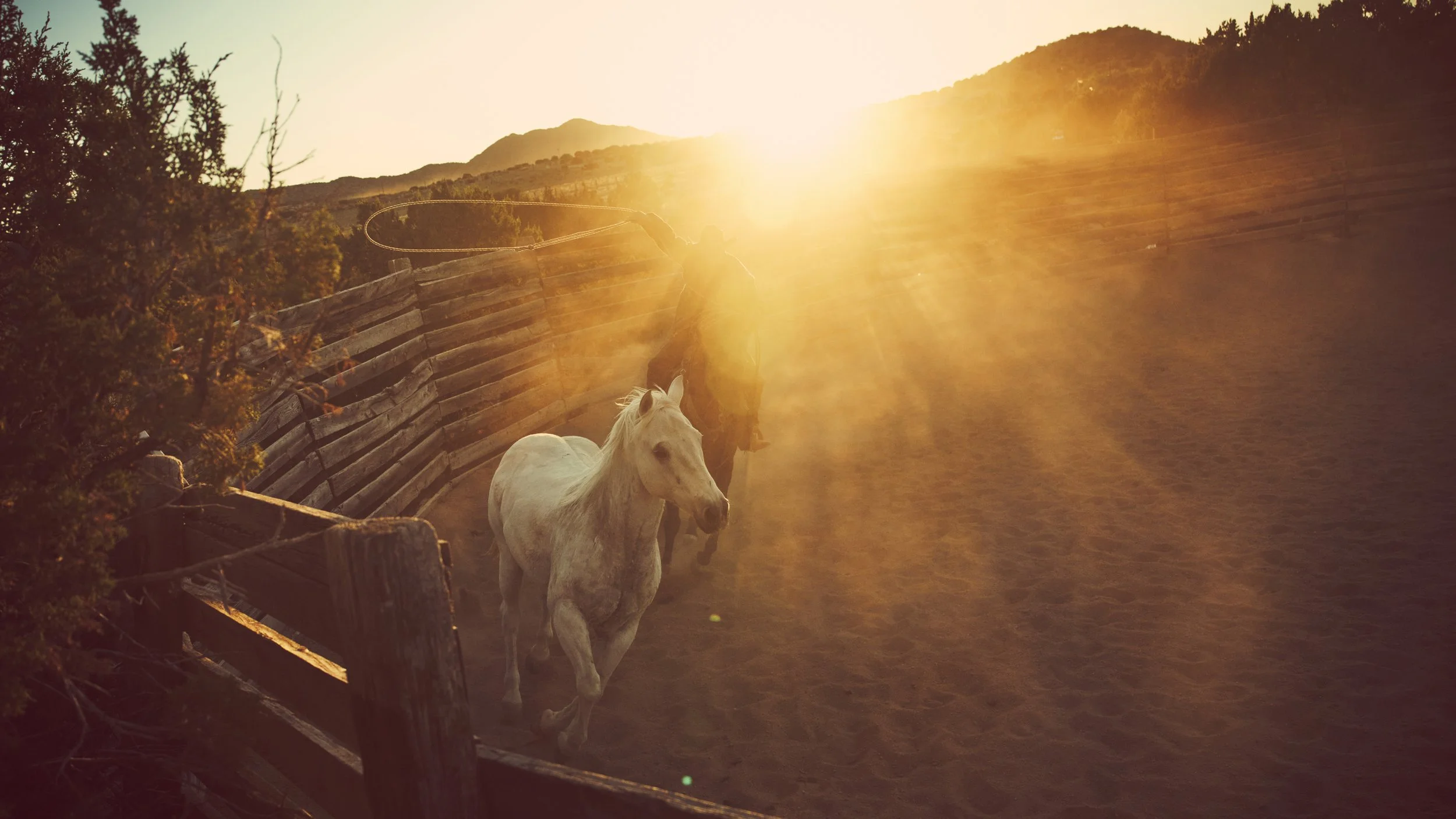 Horses running in corral at sunset