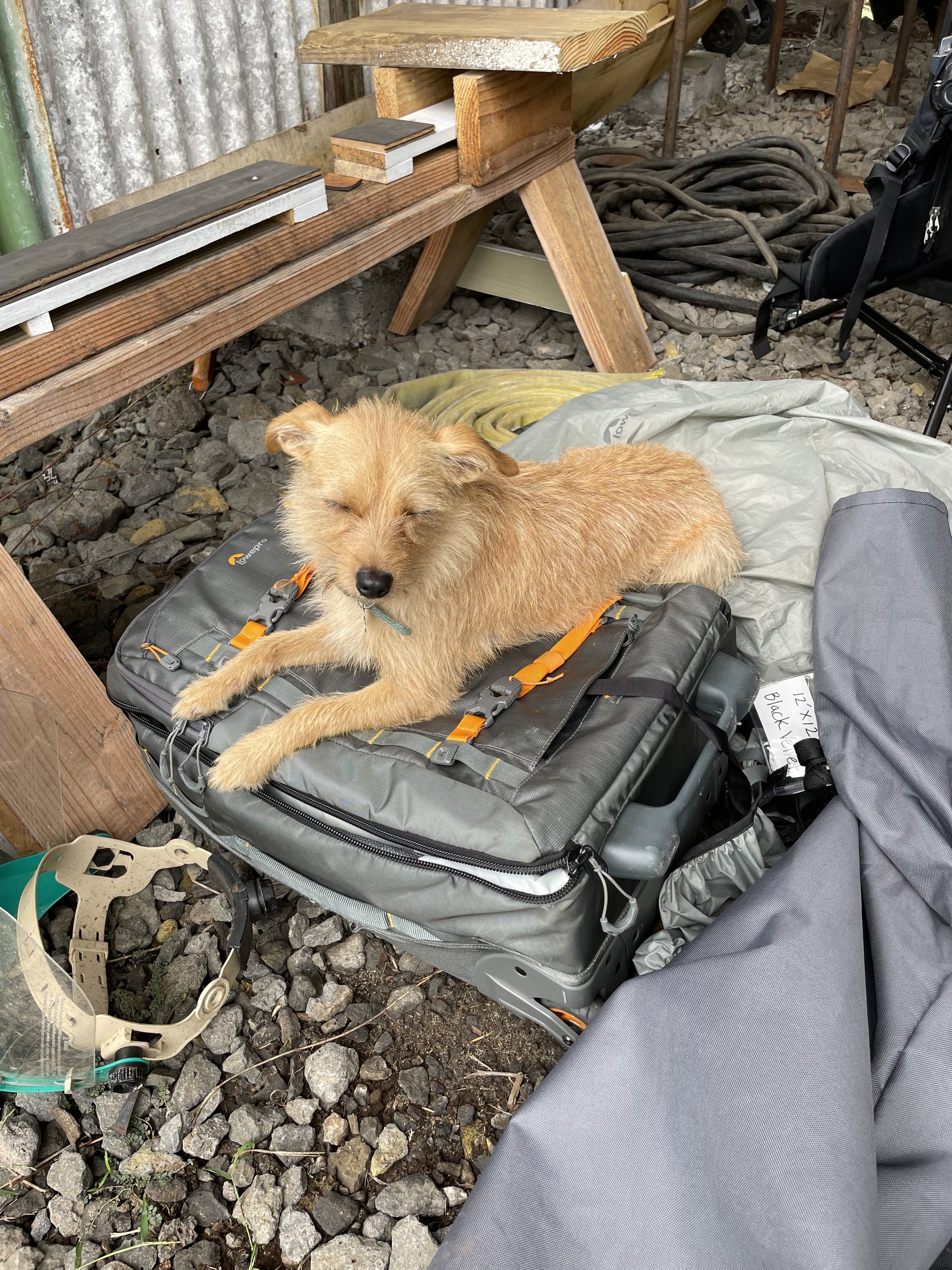 Dog sleeping on backpack