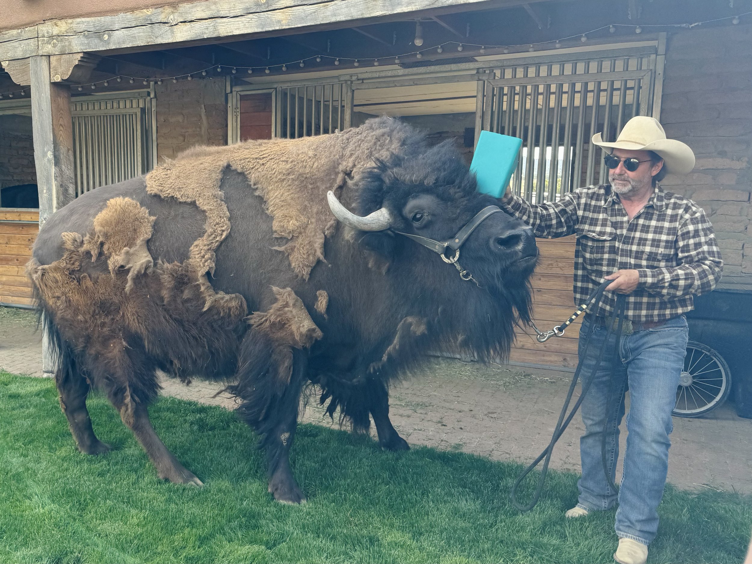 Man petting leashed bison