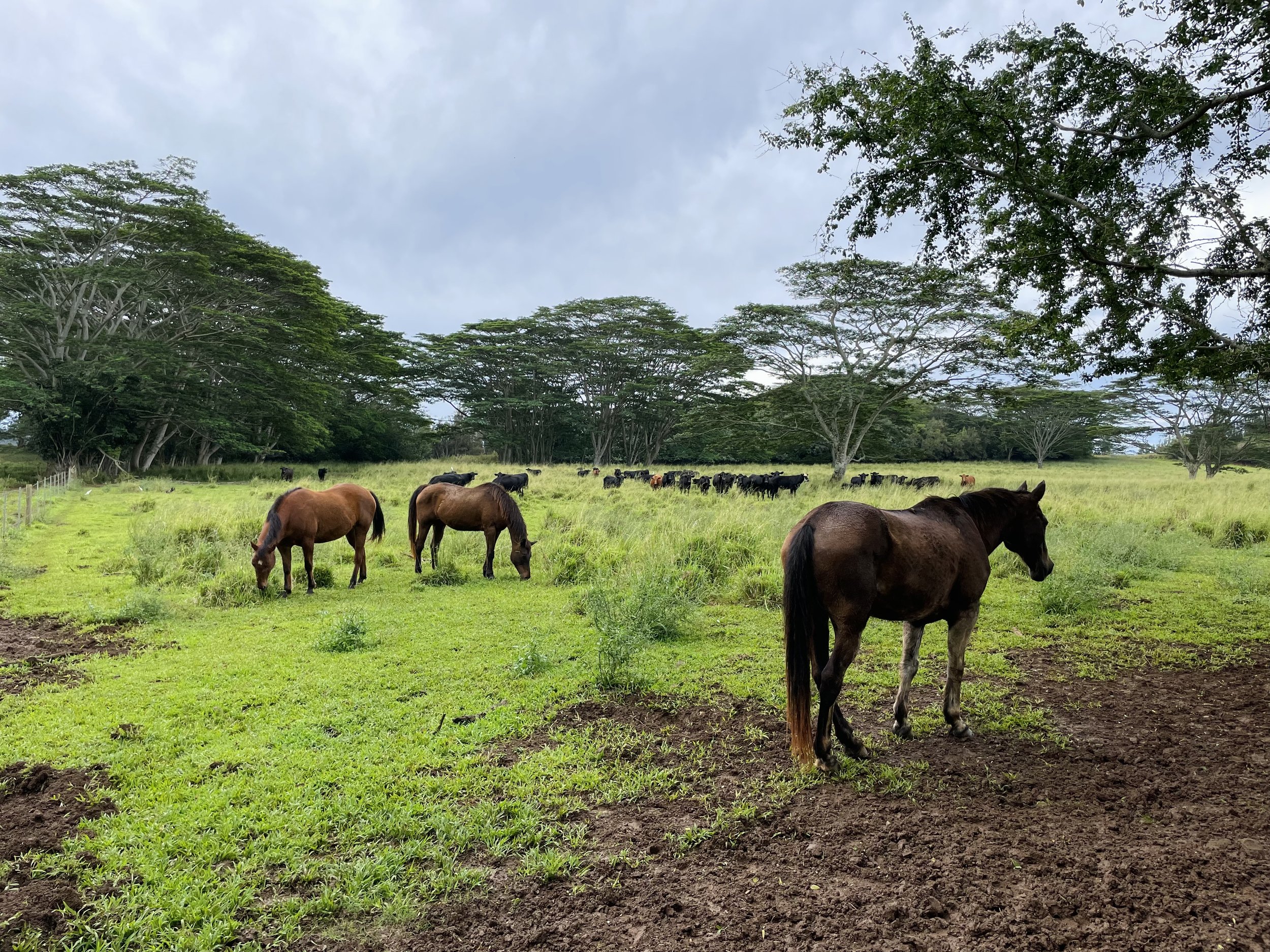 Horses at pasture in Hawaii