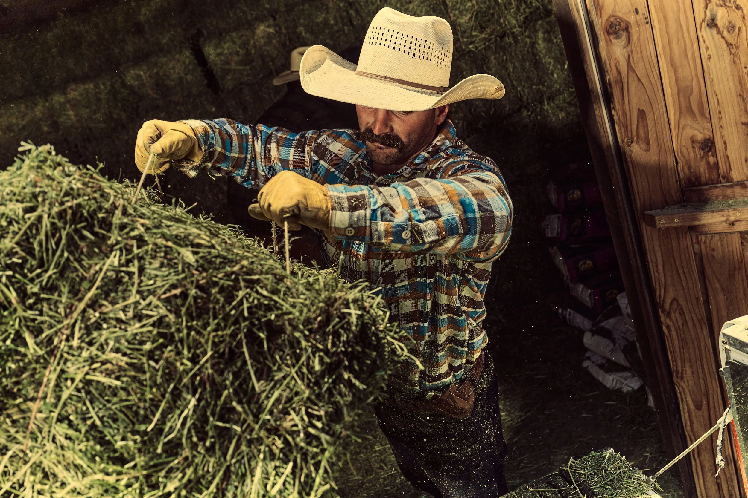 Cowboy lifting bale of hay 