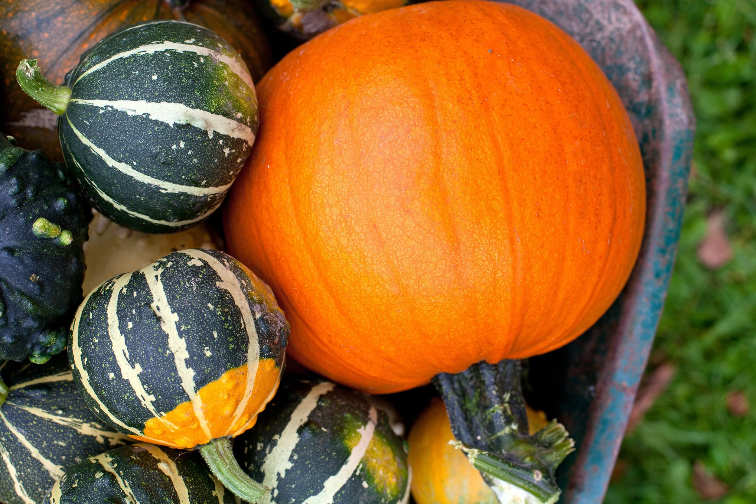 squash.jpg