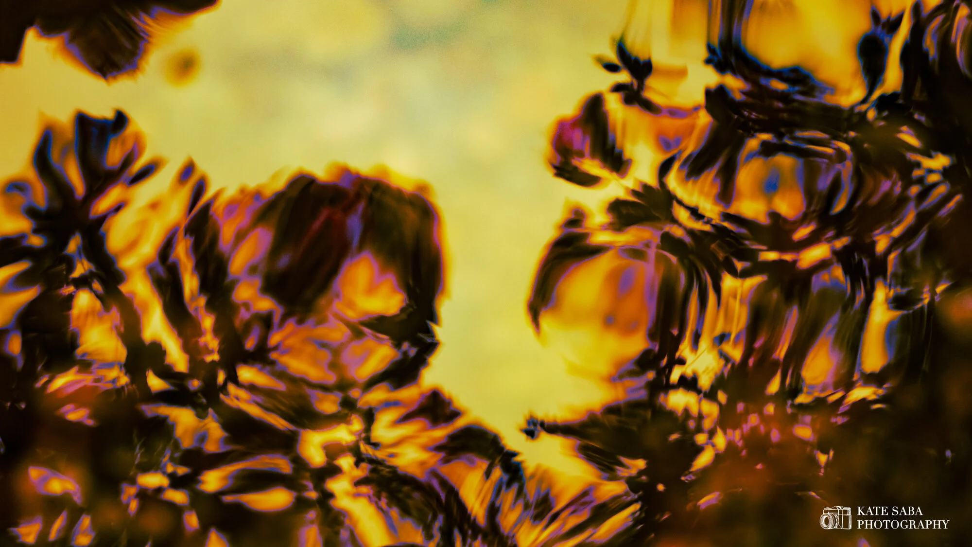Spellbound_Hues_KateSabaPhotography.jpg