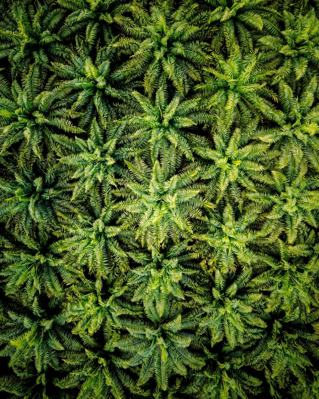 DJI_0021-Edit-Edit.jpg