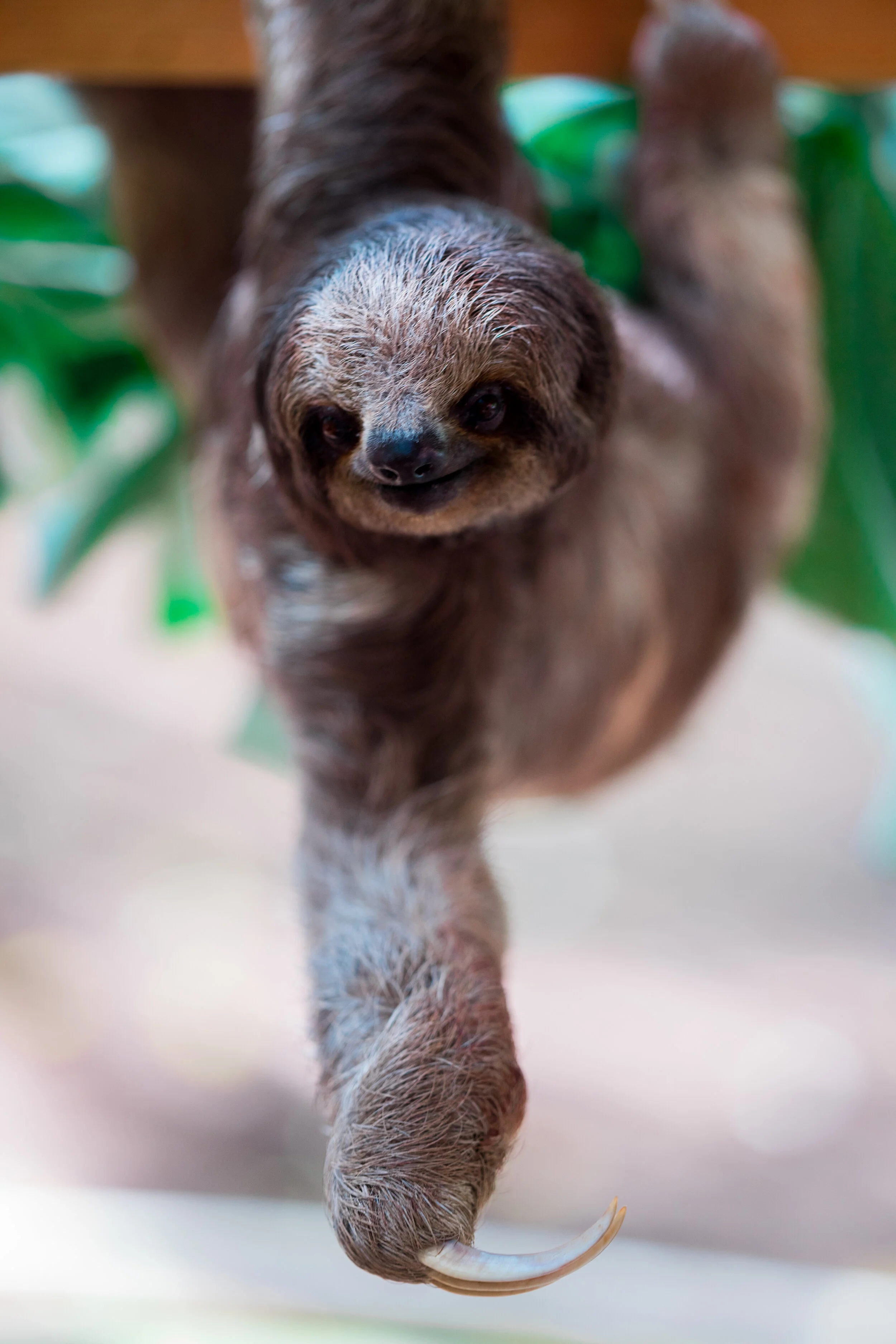 sloth
