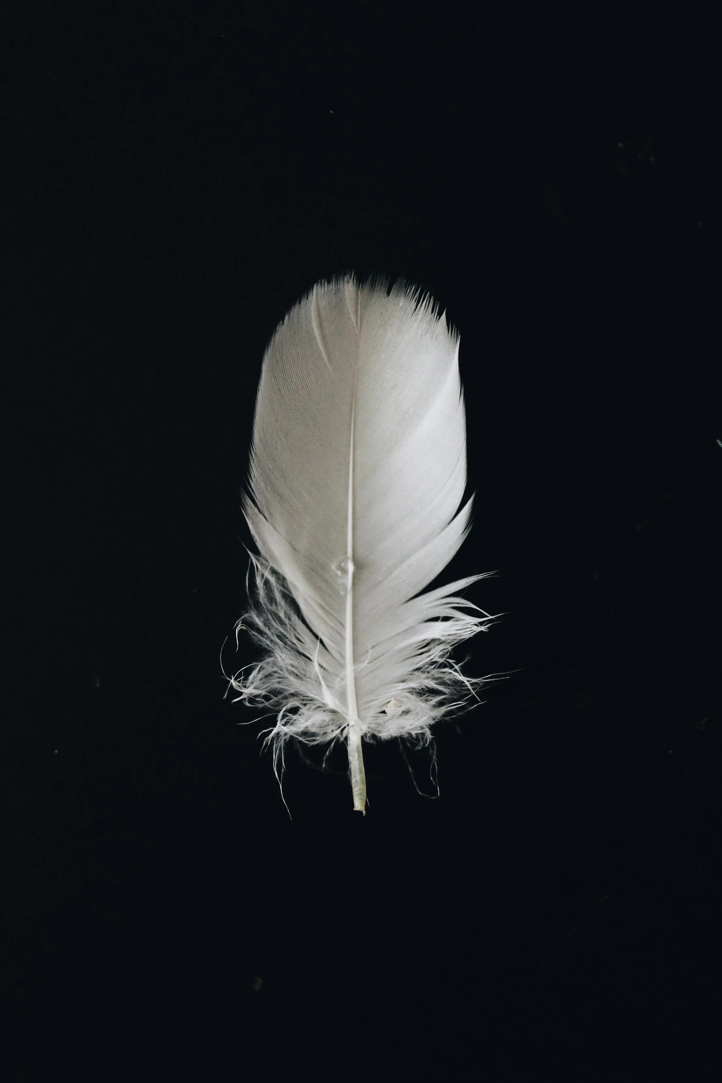 feather