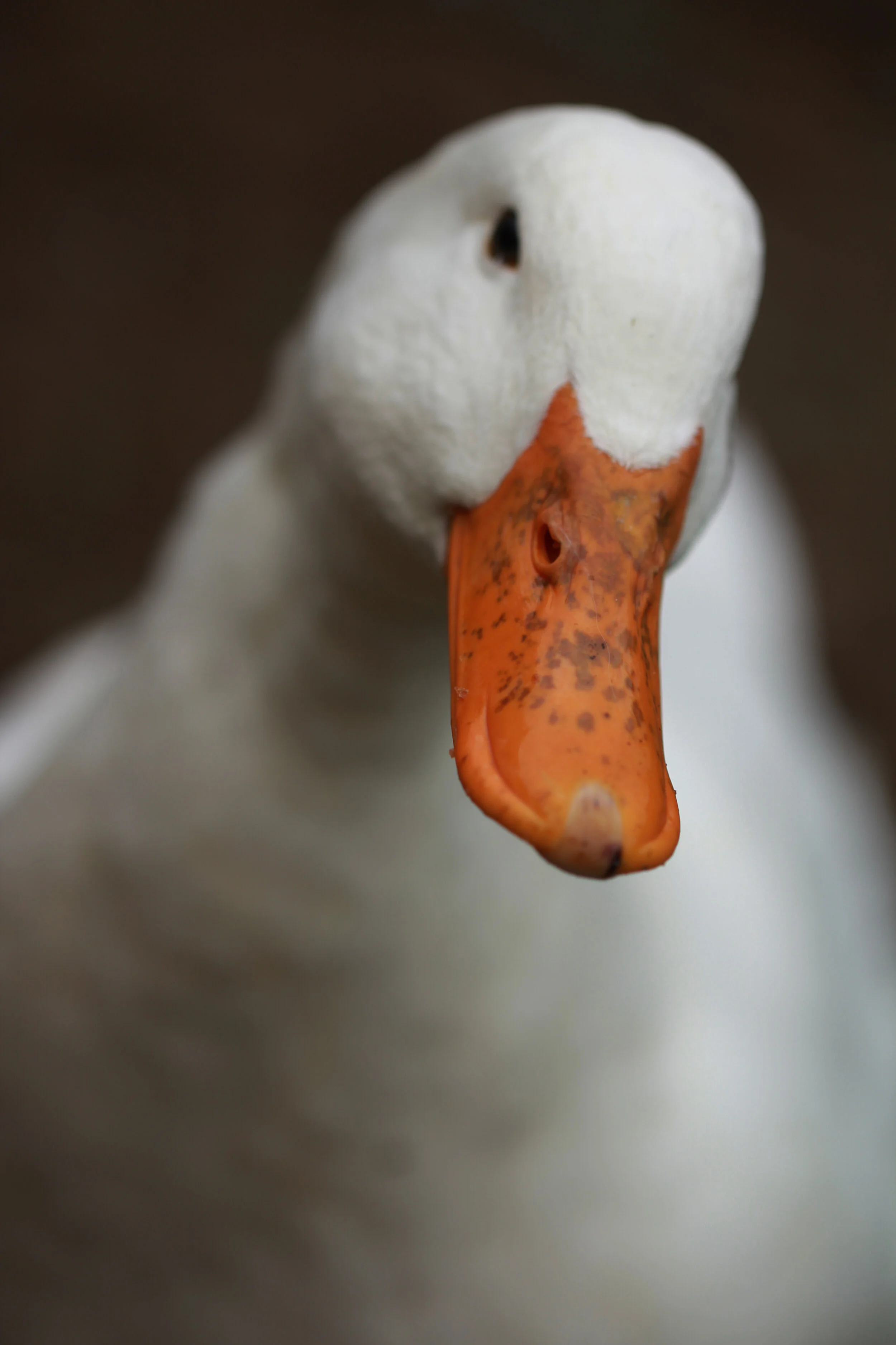 duck