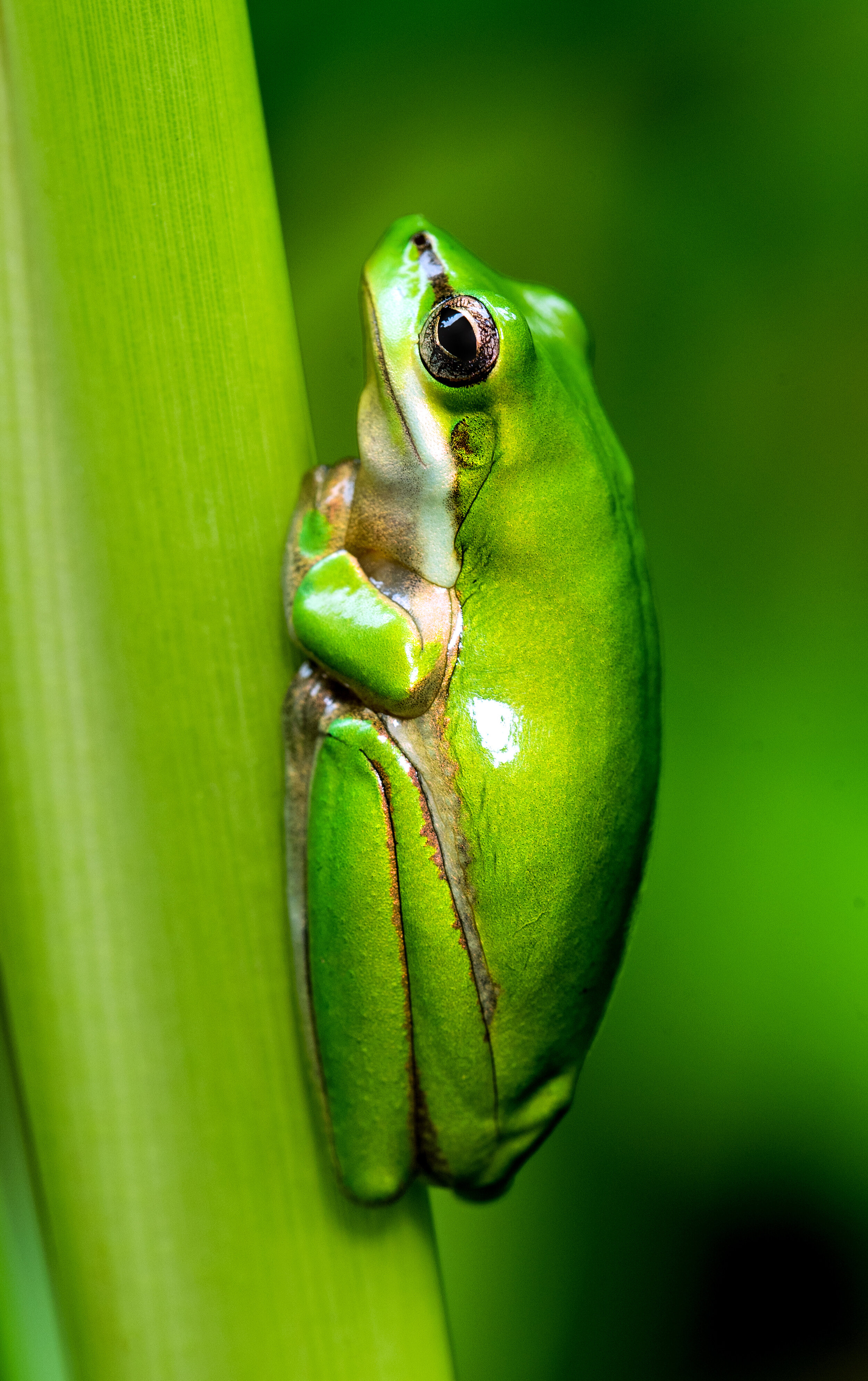 frog