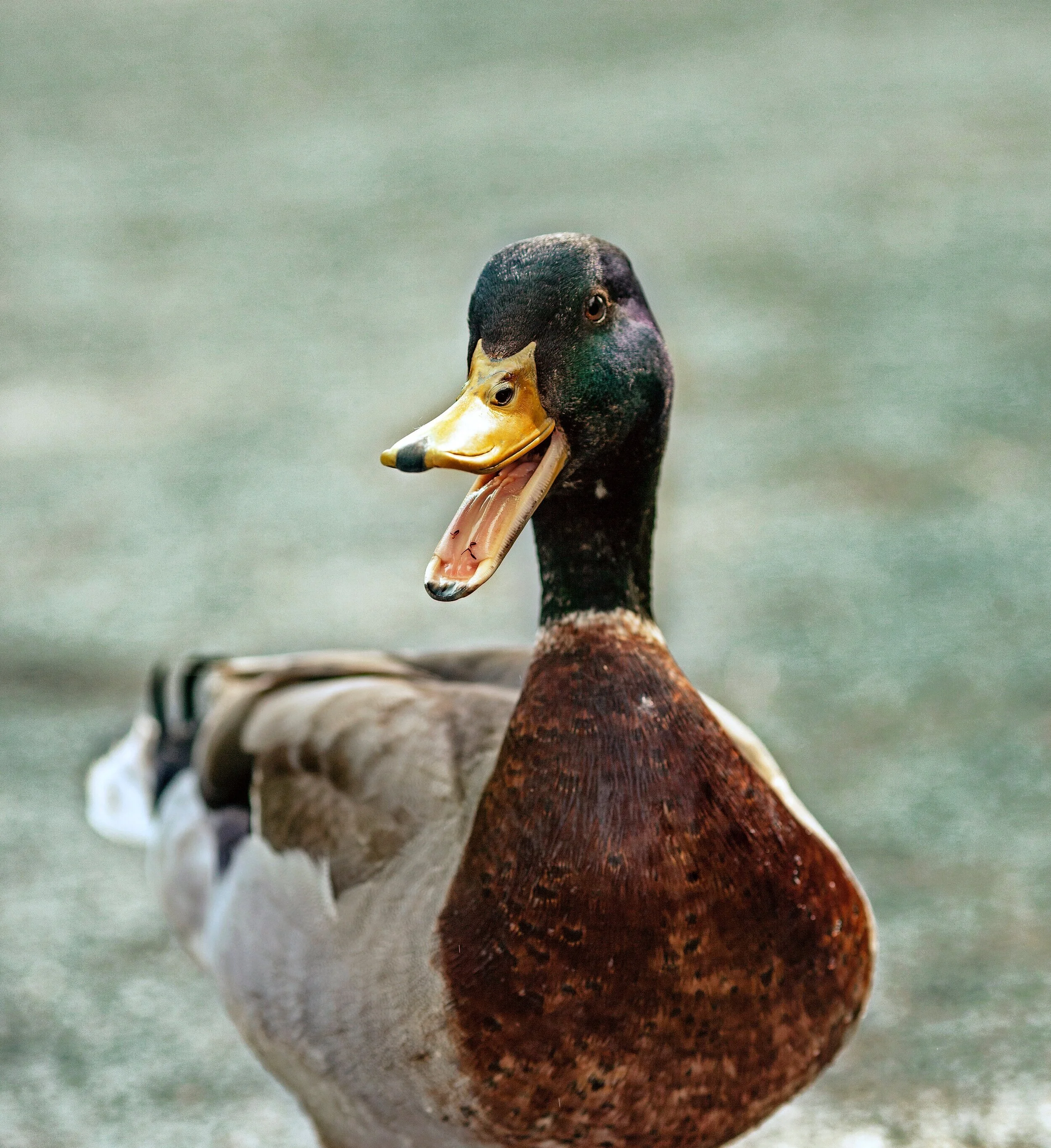 duck