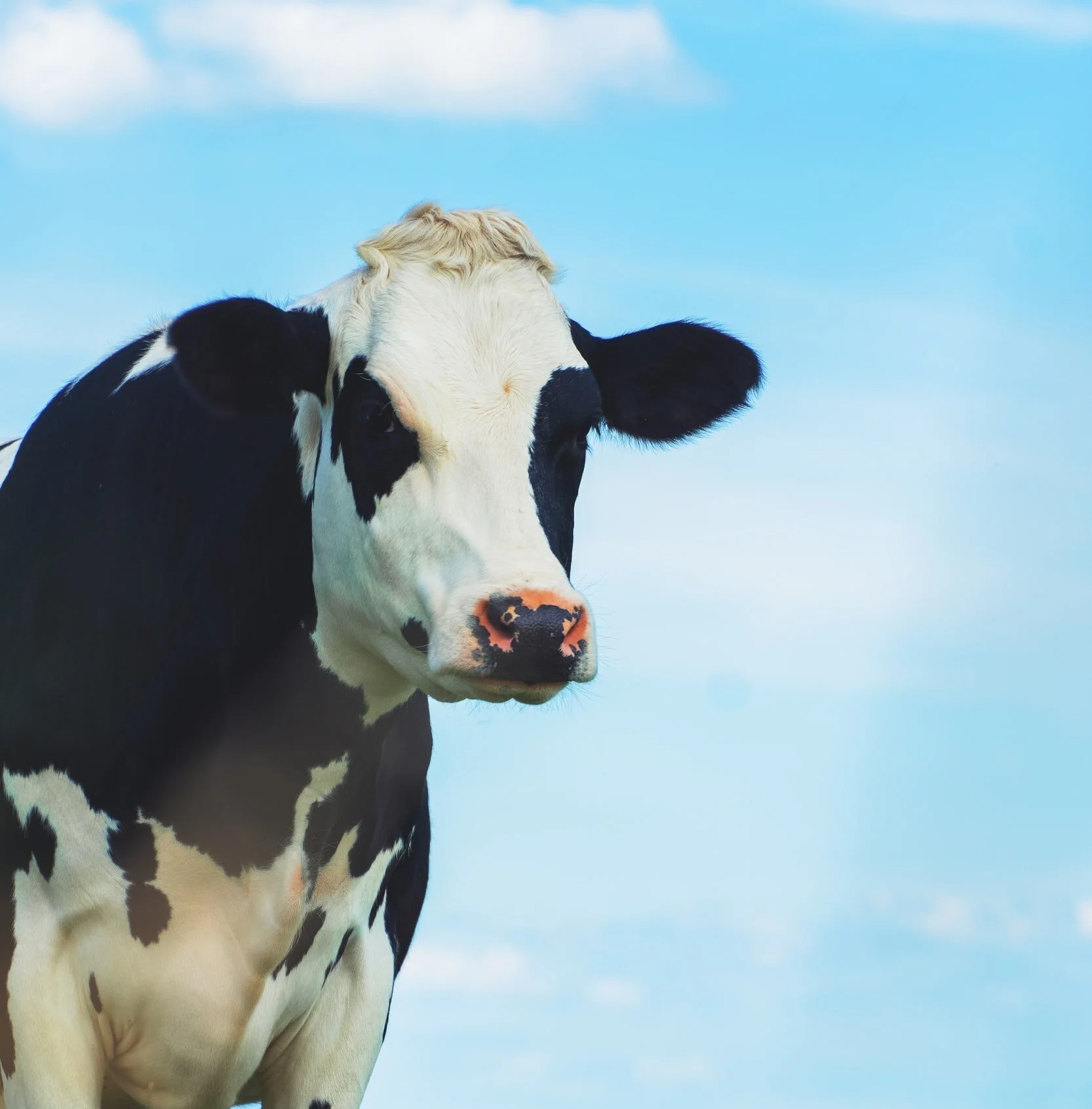 What kind of animal is this?