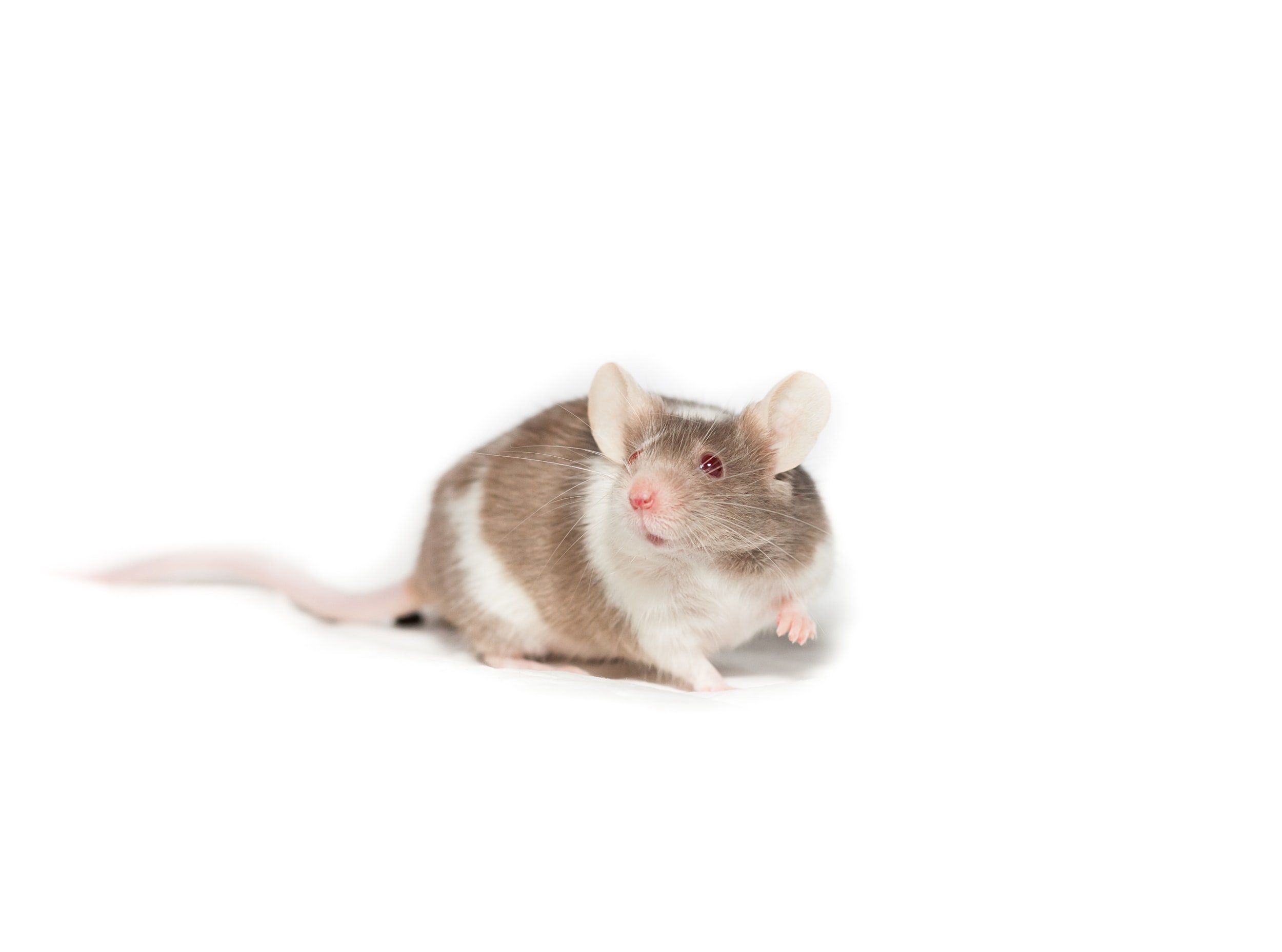 rat