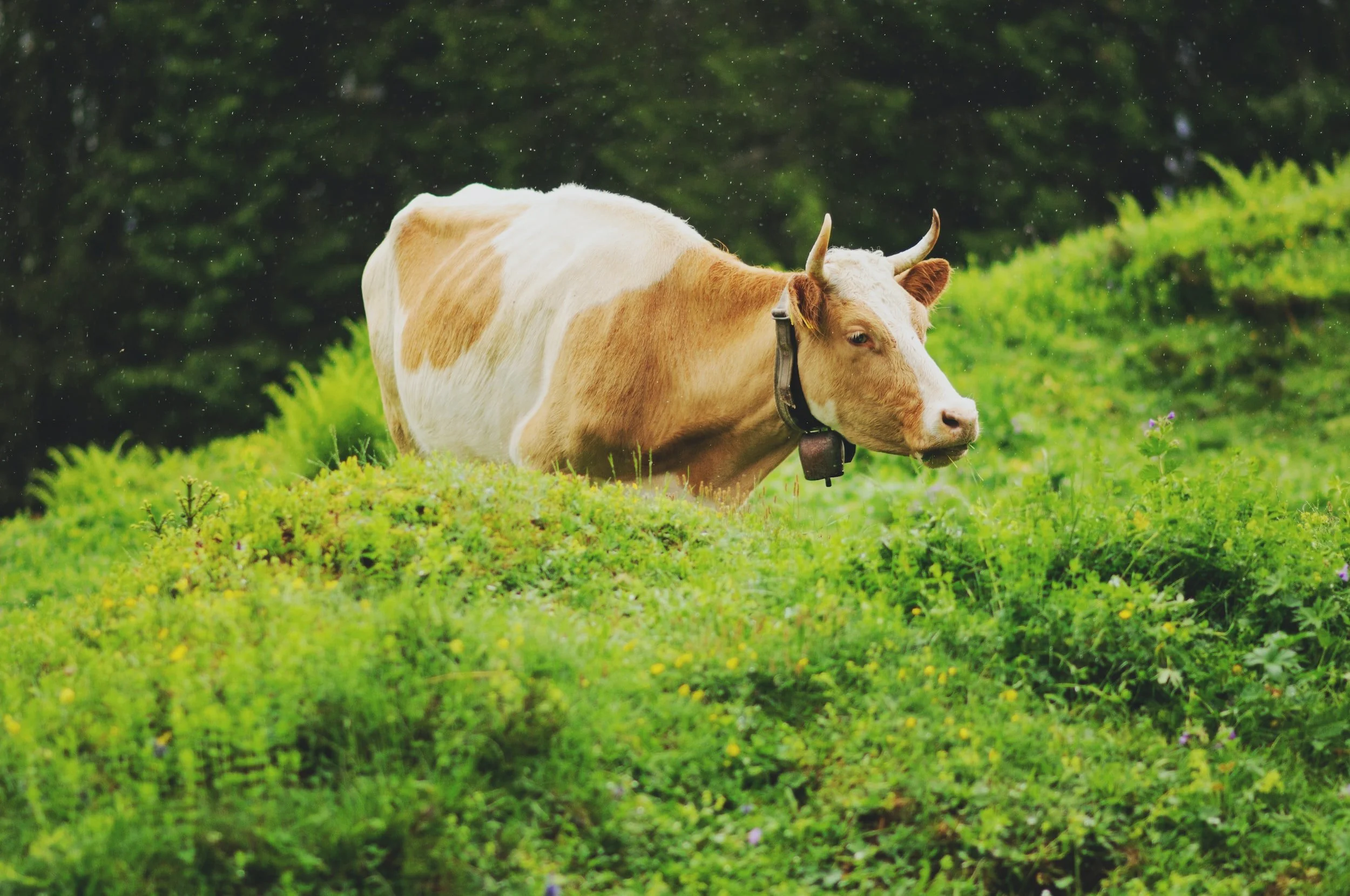 cow