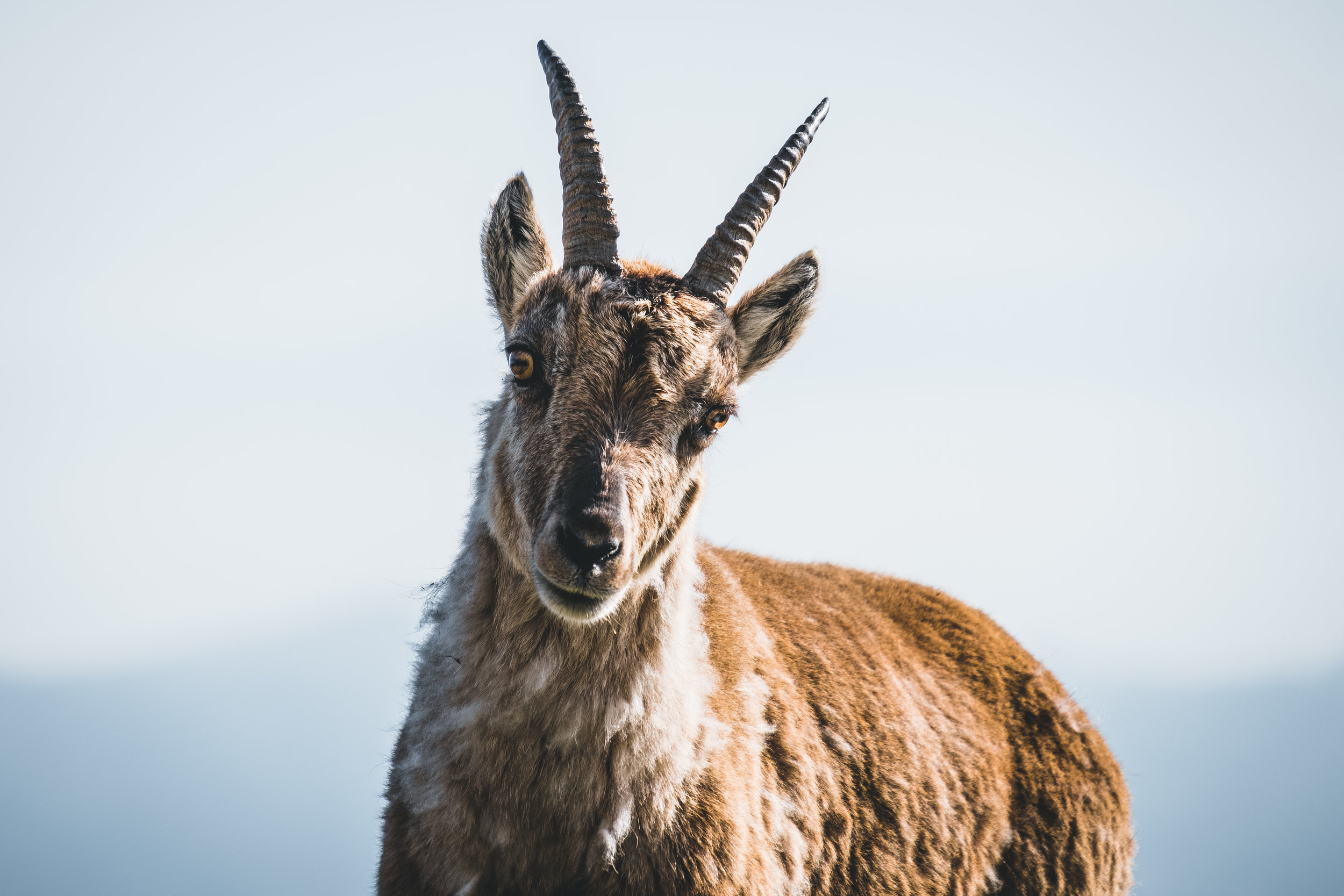  Alpensteinbock [capra ibex] | Appenzell, Switzerland 
