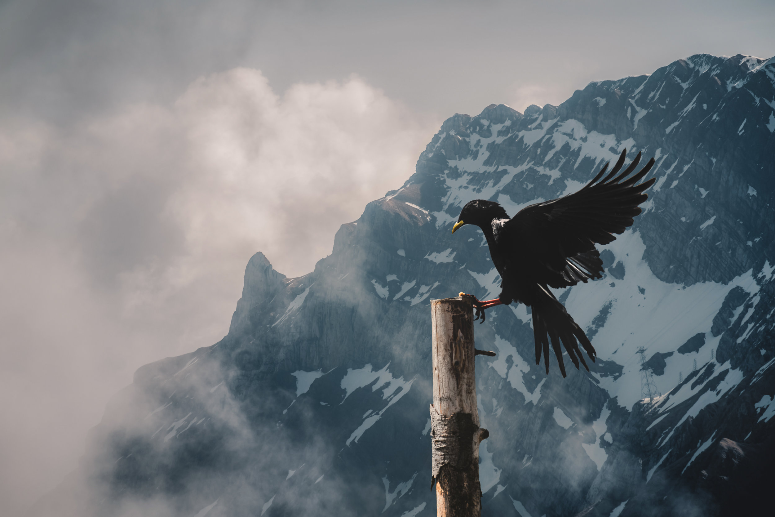  Alpendohle [Pyrrhocorax graculus] | Appenzell, Switzerland 