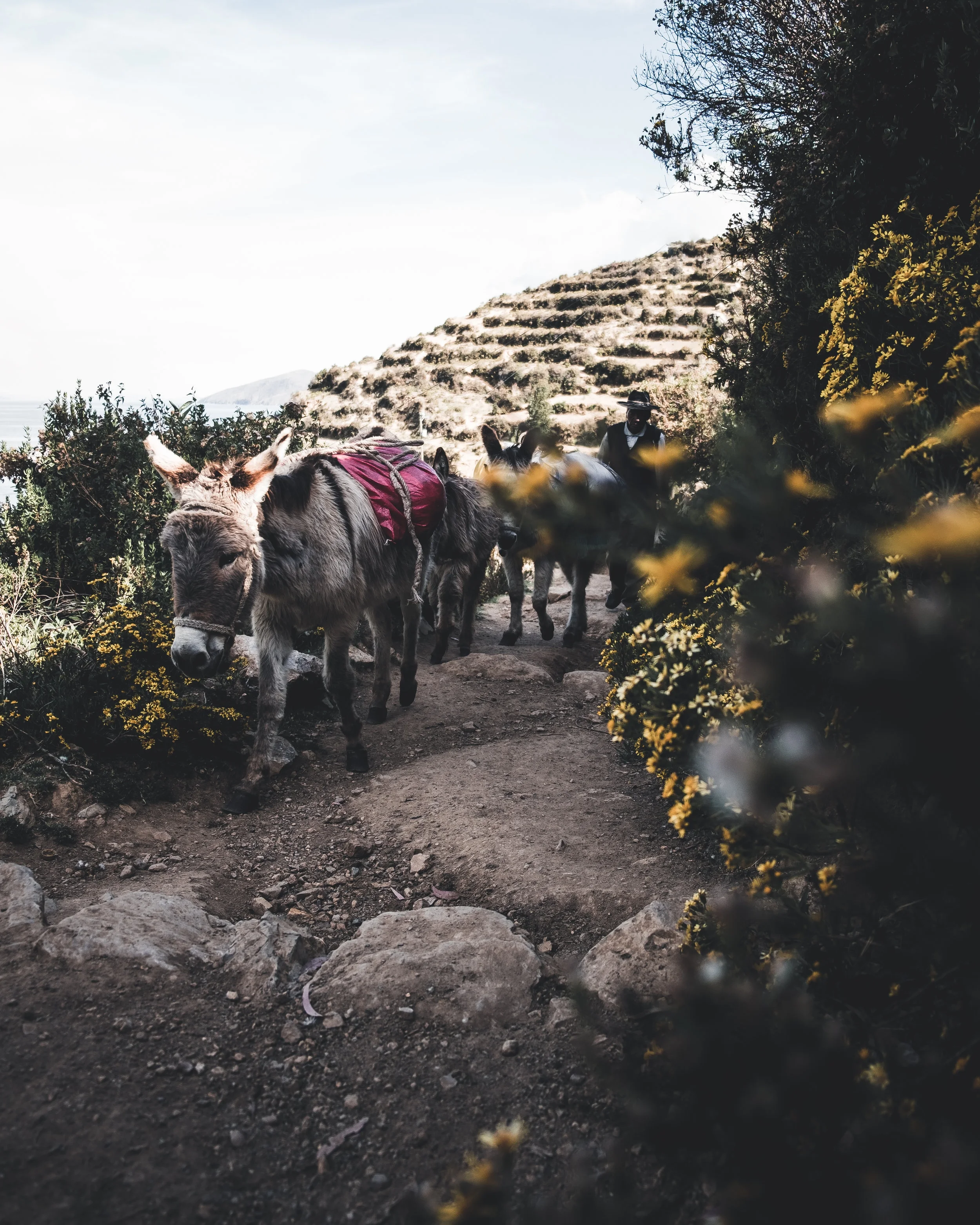 Packed donkeys at the Isla del Sol | Titicaca lake