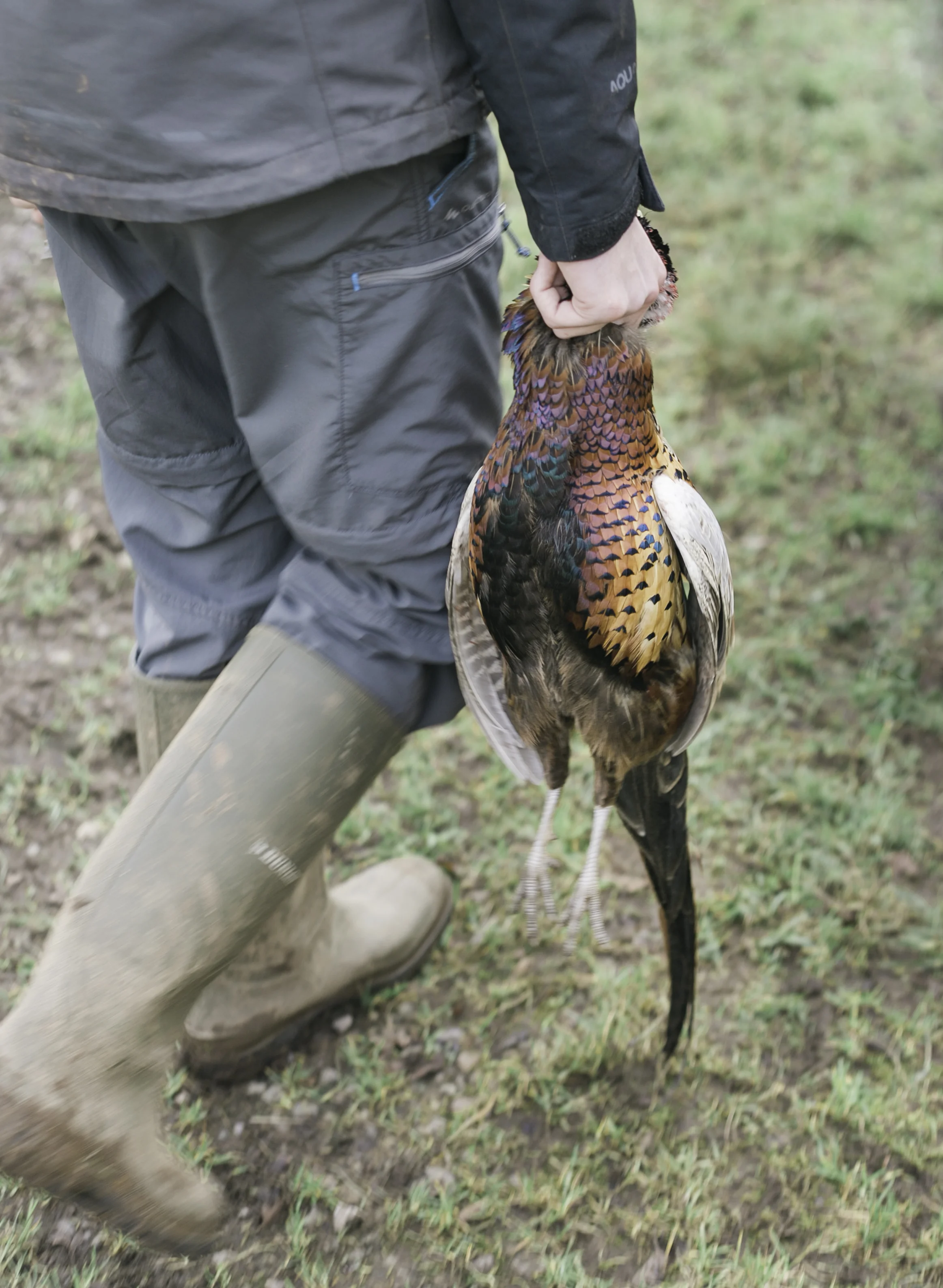 Pheasant_Shoot_23.JPG