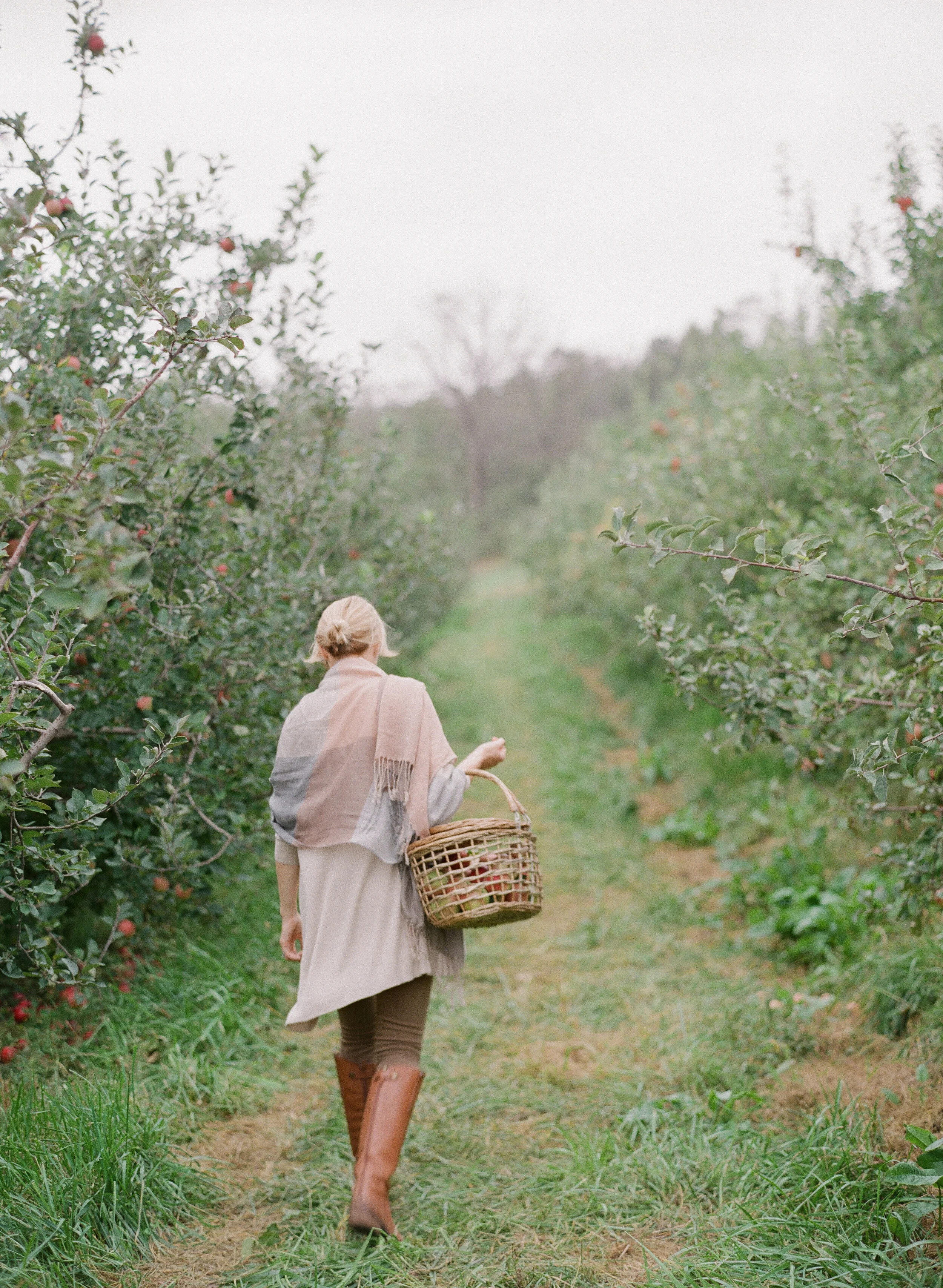 The Apple Orchard