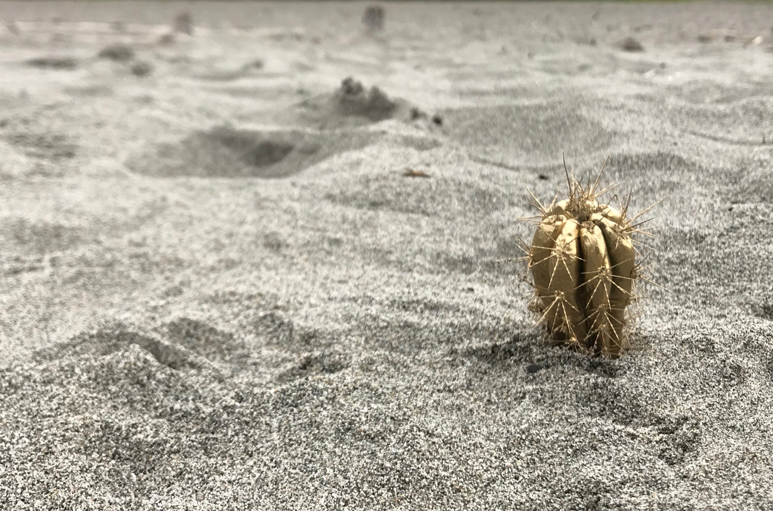 desert-cactus2.jpeg.JPG
