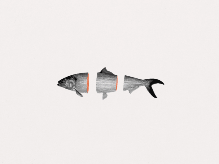Karolin_Gu_Fish.gif