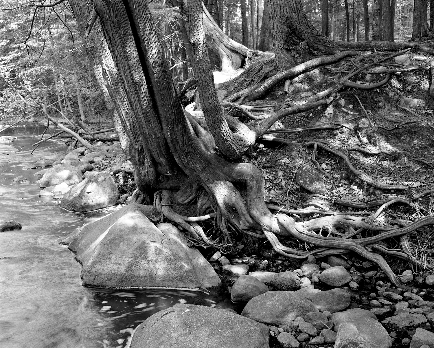 Embarrass River (WI) Cedar Roots, 2006